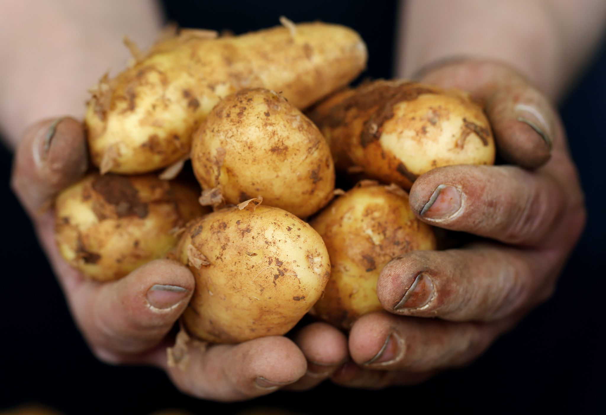 Grüne Stellen entfernen: Frühkartoffeln richtig zubereiten
