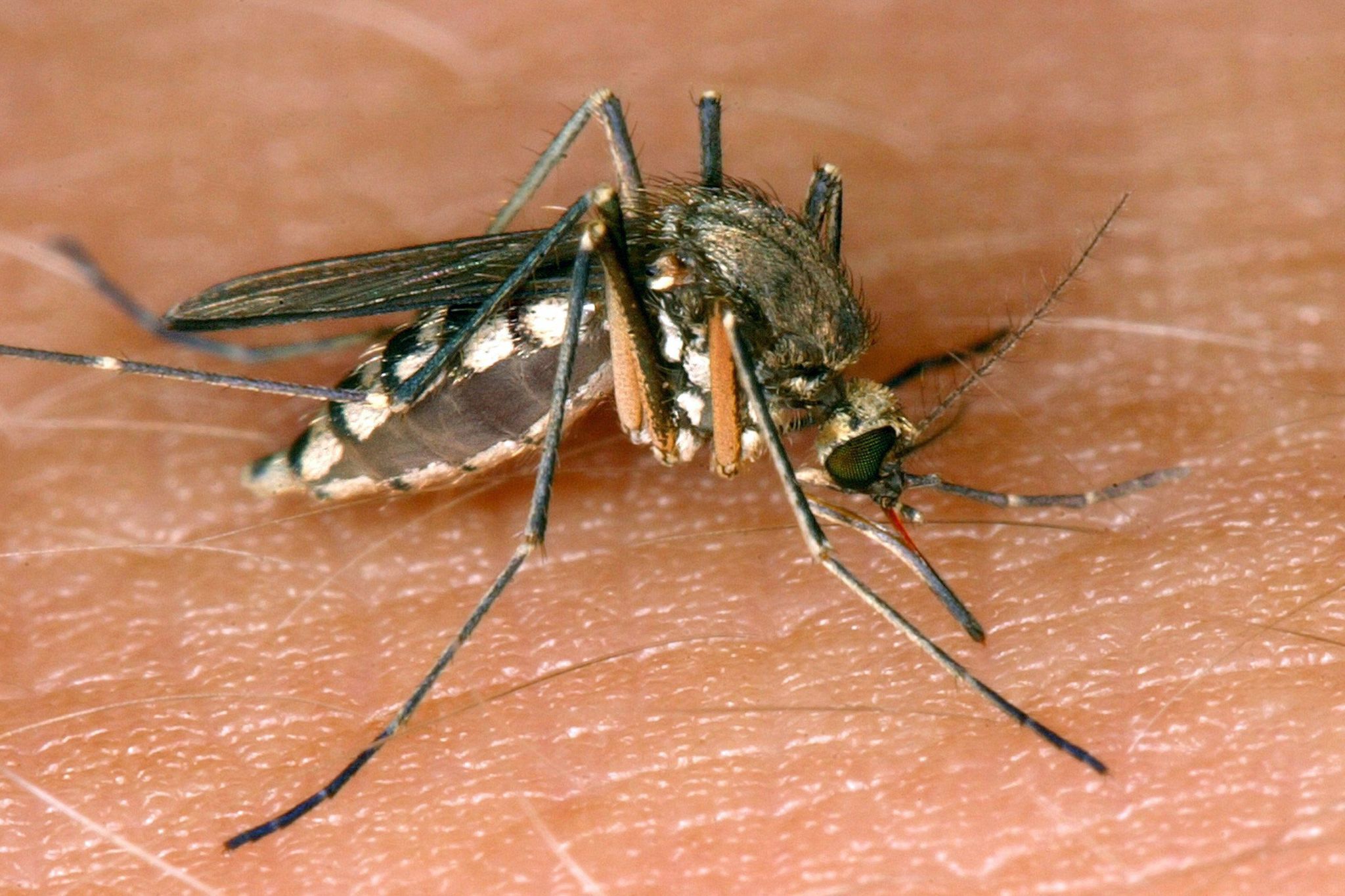 Im Osten Ausbreitung von West-Nil-Virus durch Stechmücken