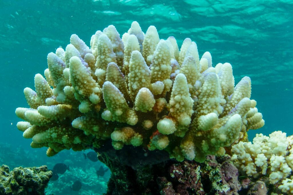 Great Barrier Reef von neuer Massenbleiche betroffen
