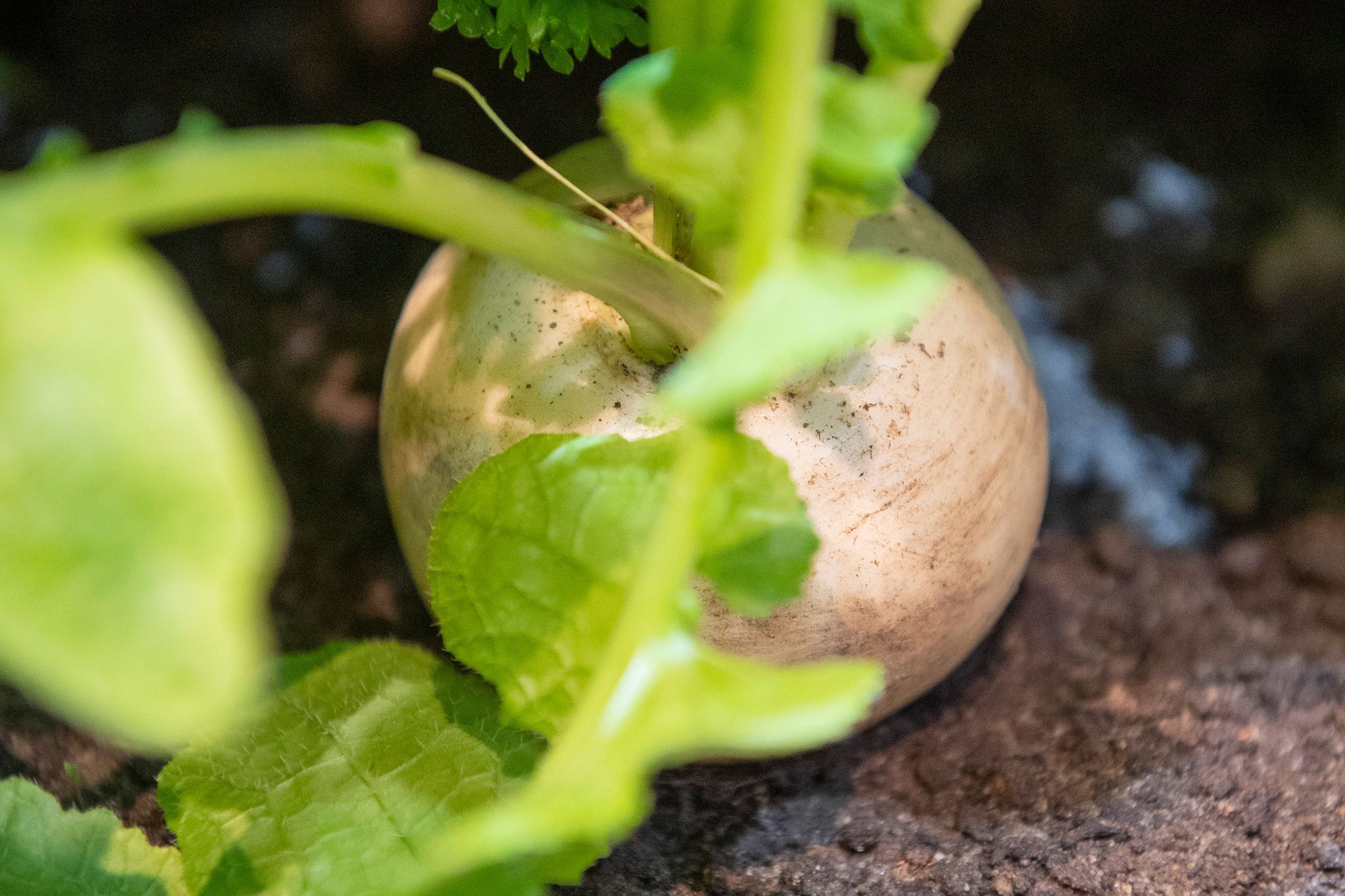 Mairübchen sind milde Vitaminbomben