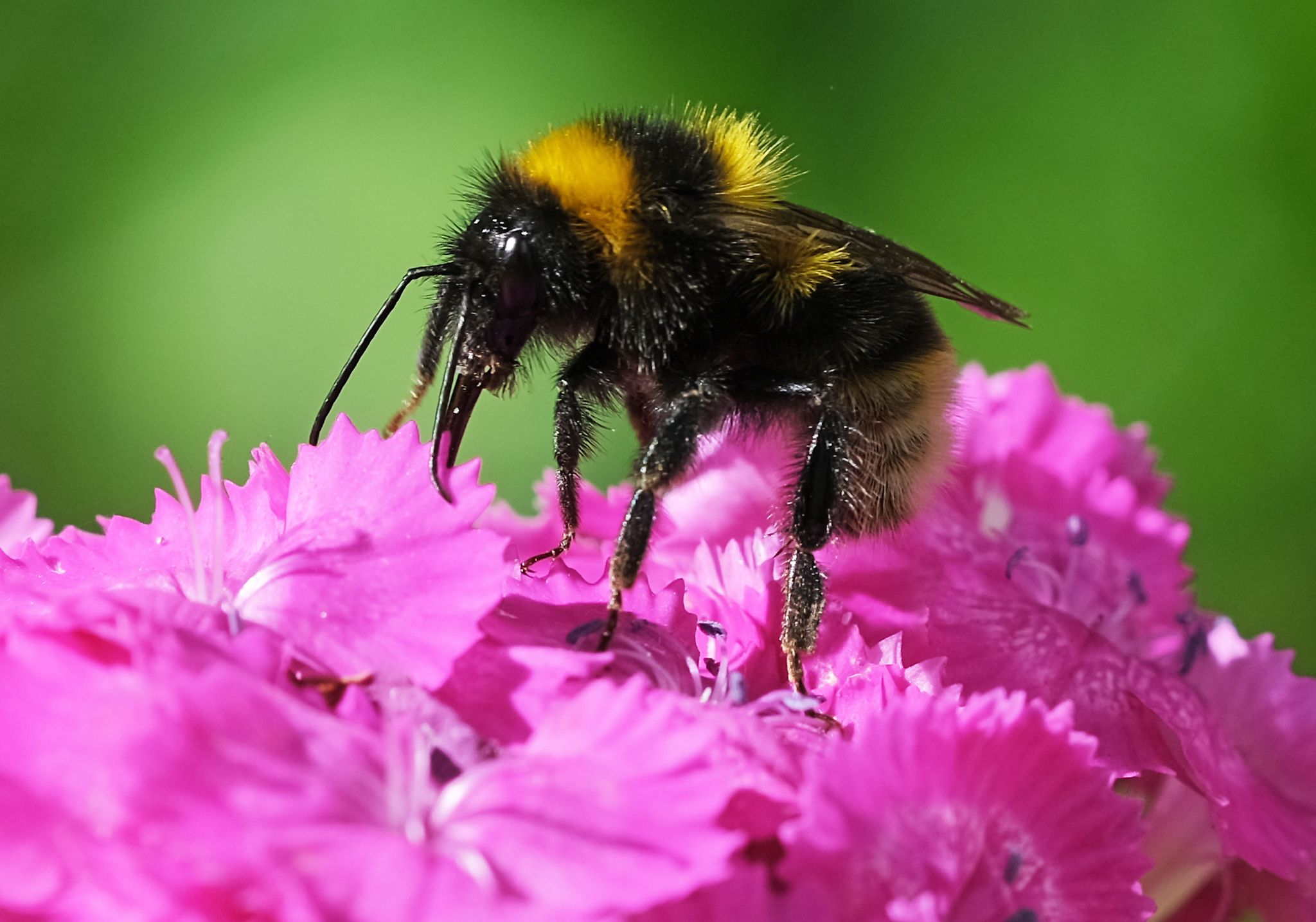 Nabu ruft zur Mitmachaktion «Insektensommer» auf