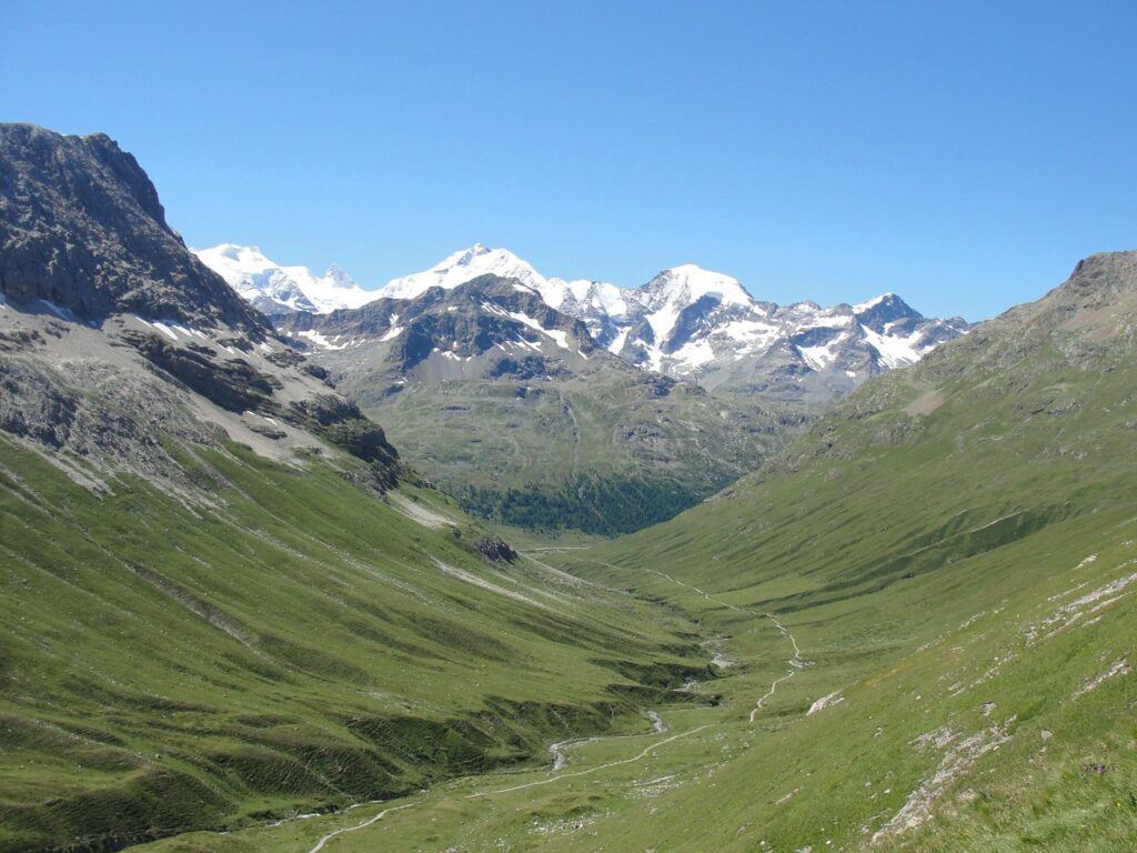 Alpen ergrünen: Bergflora durch Klimawandel bedroht