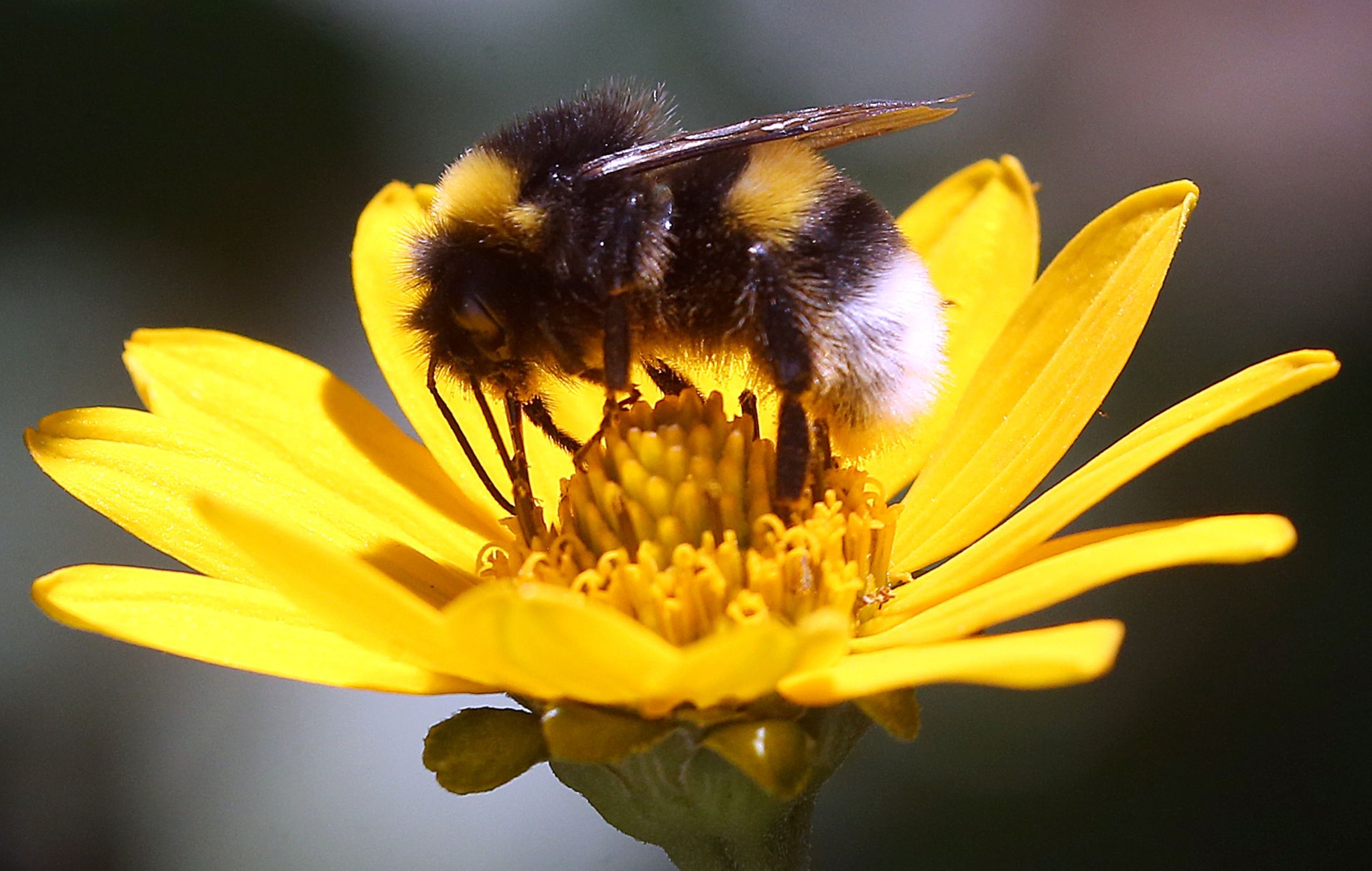 Glyphosat beeinträchtigt Brutpflege von Hummeln