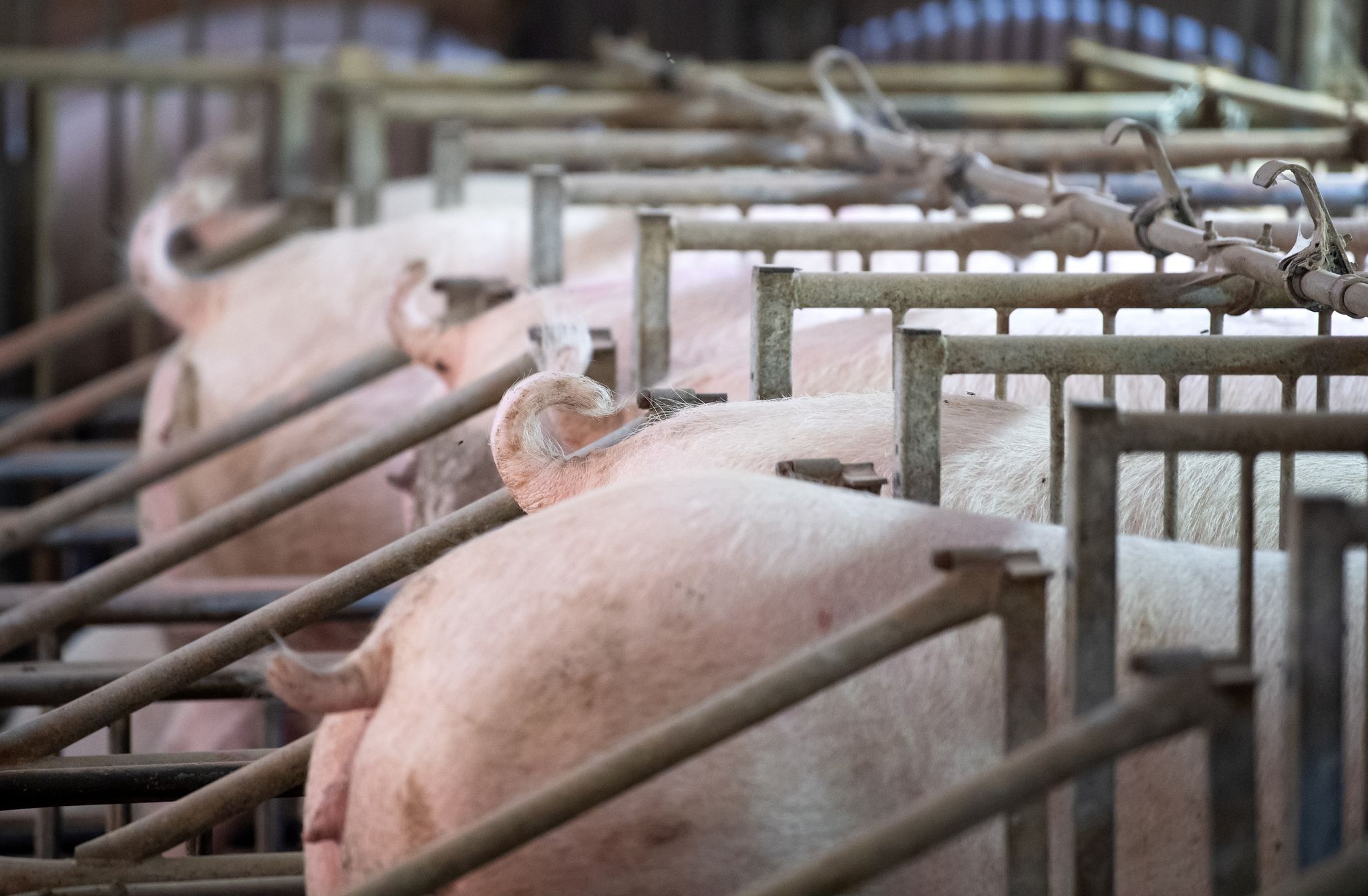 Fünfstufige Kennzeichnung für bessere Tierhaltung geplant
