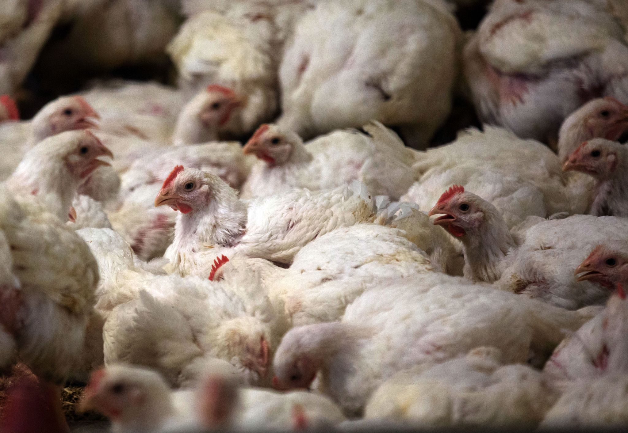 Fleischkontrollen: Hühner fallen häufiger durch als Schweine