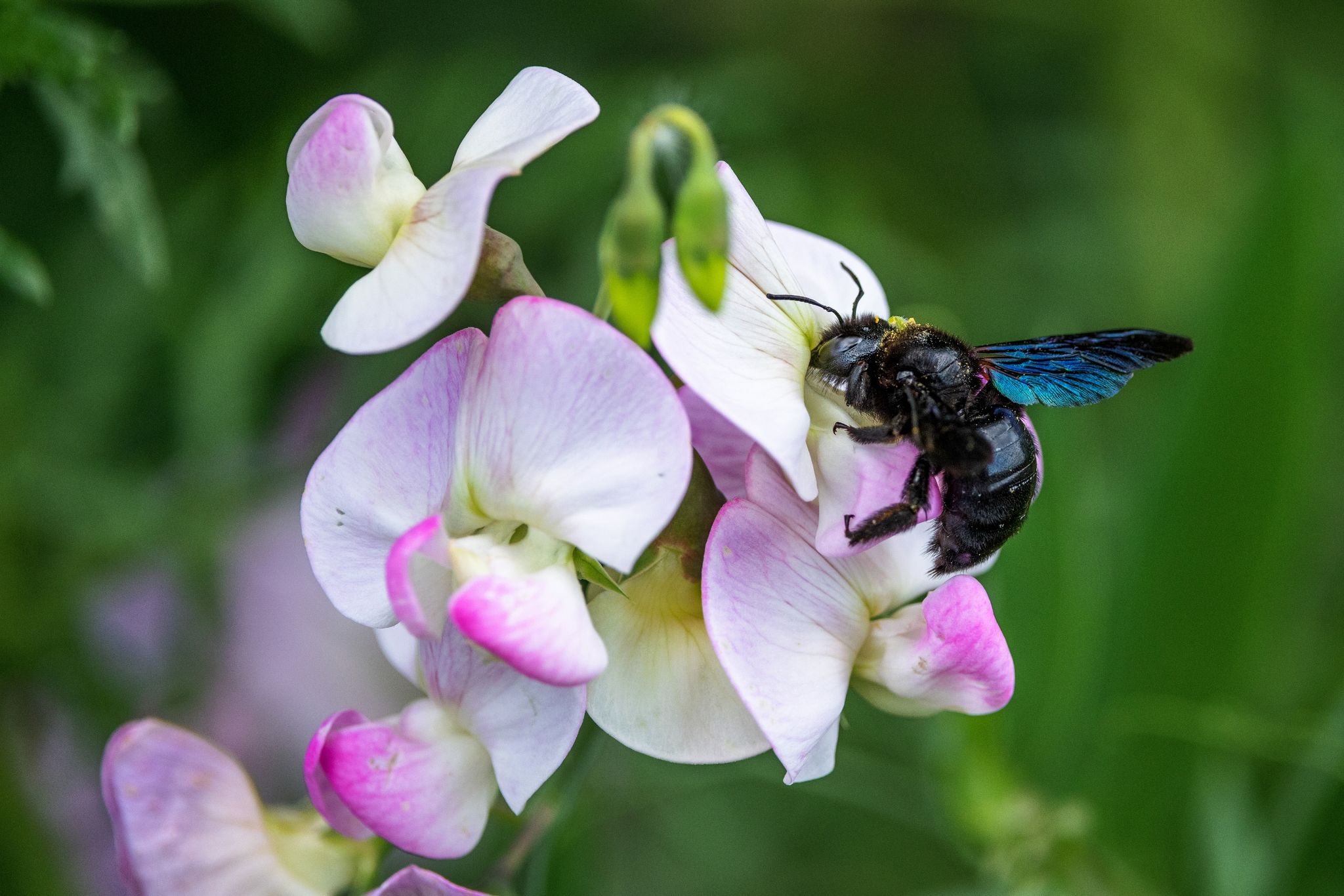 Blauschwarze Holzbiene ist Gartentier des Jahres