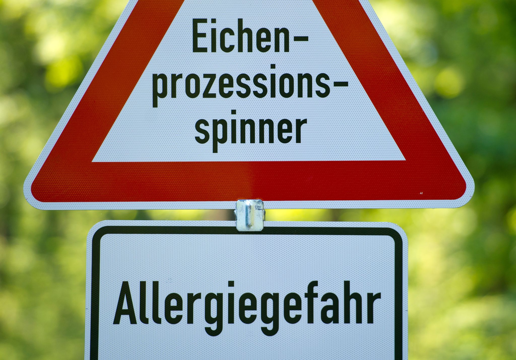 Tipps zum Umgang mit Eichenprozessionsspinnern