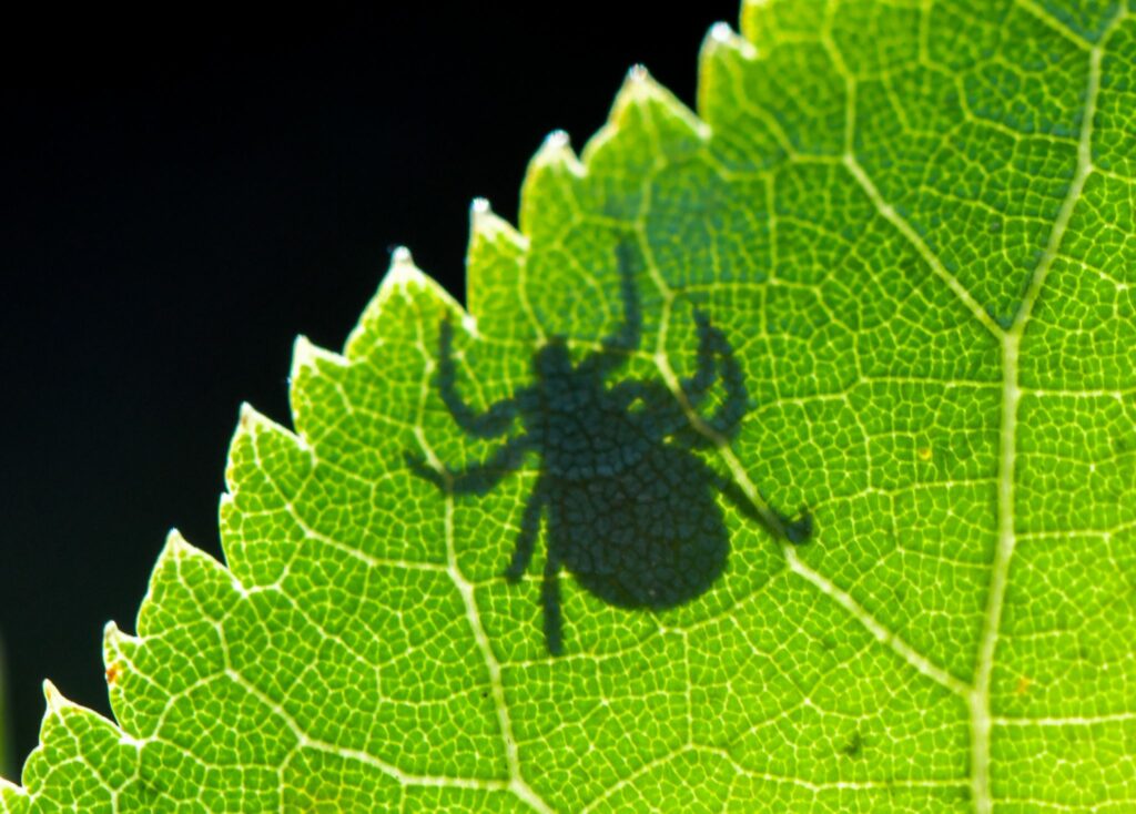 Unterwegs in der Natur: Fünf Tipps gegen Zecken