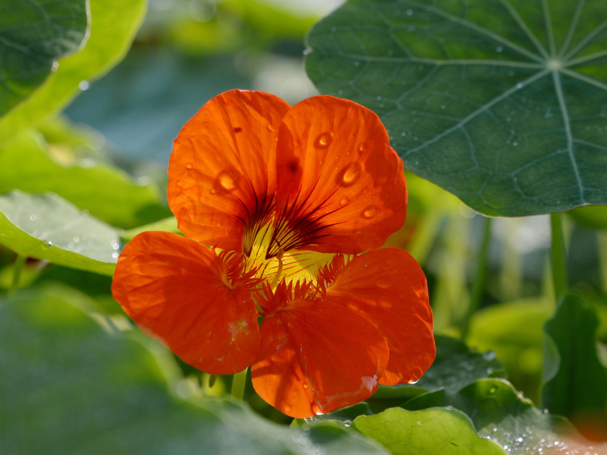 Farbenfroh zum Reinbeißen: Diese Blüten können Sie essen