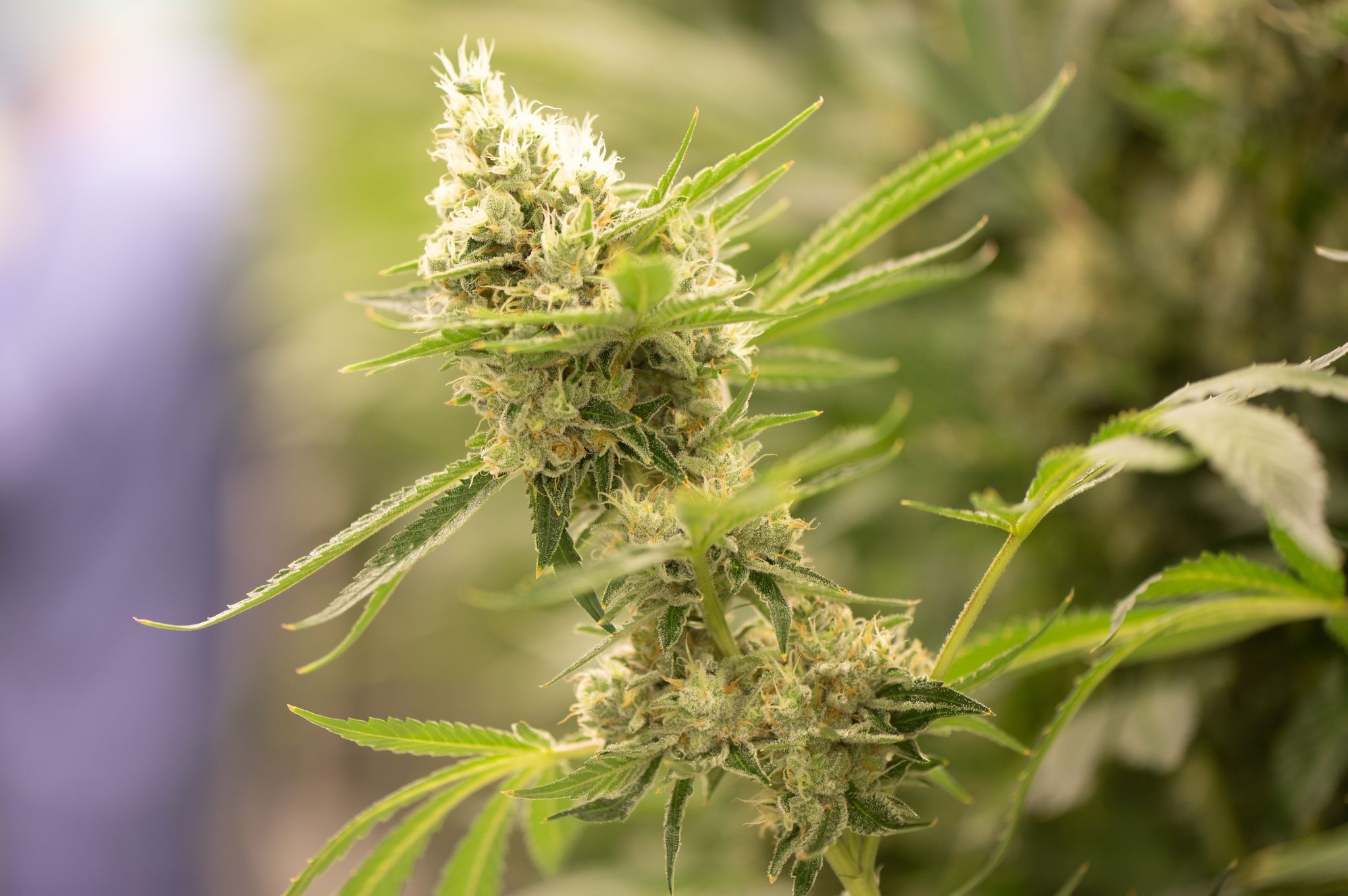 Gericht urteilt: Keine Cannabis-Therapie für Alkoholkranke