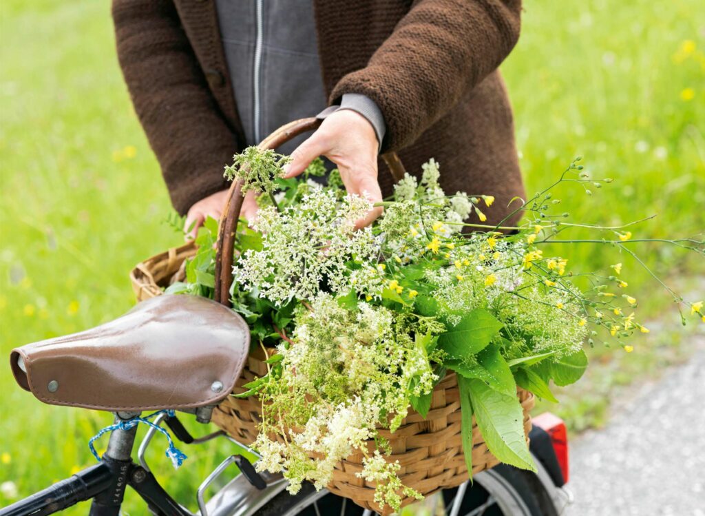 Gänseblümchen-Eis? Giersch-Suppe? So geht Wildkräuterküche
