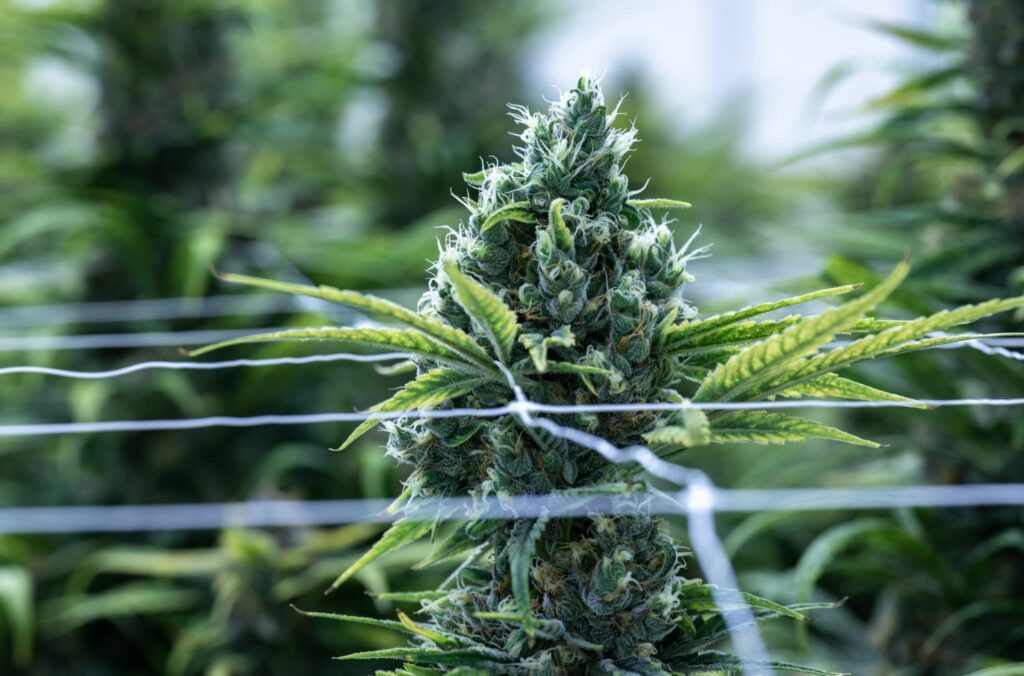 Cannabis-Arzneimittel vor allem gegen Schmerzen im Einsatz