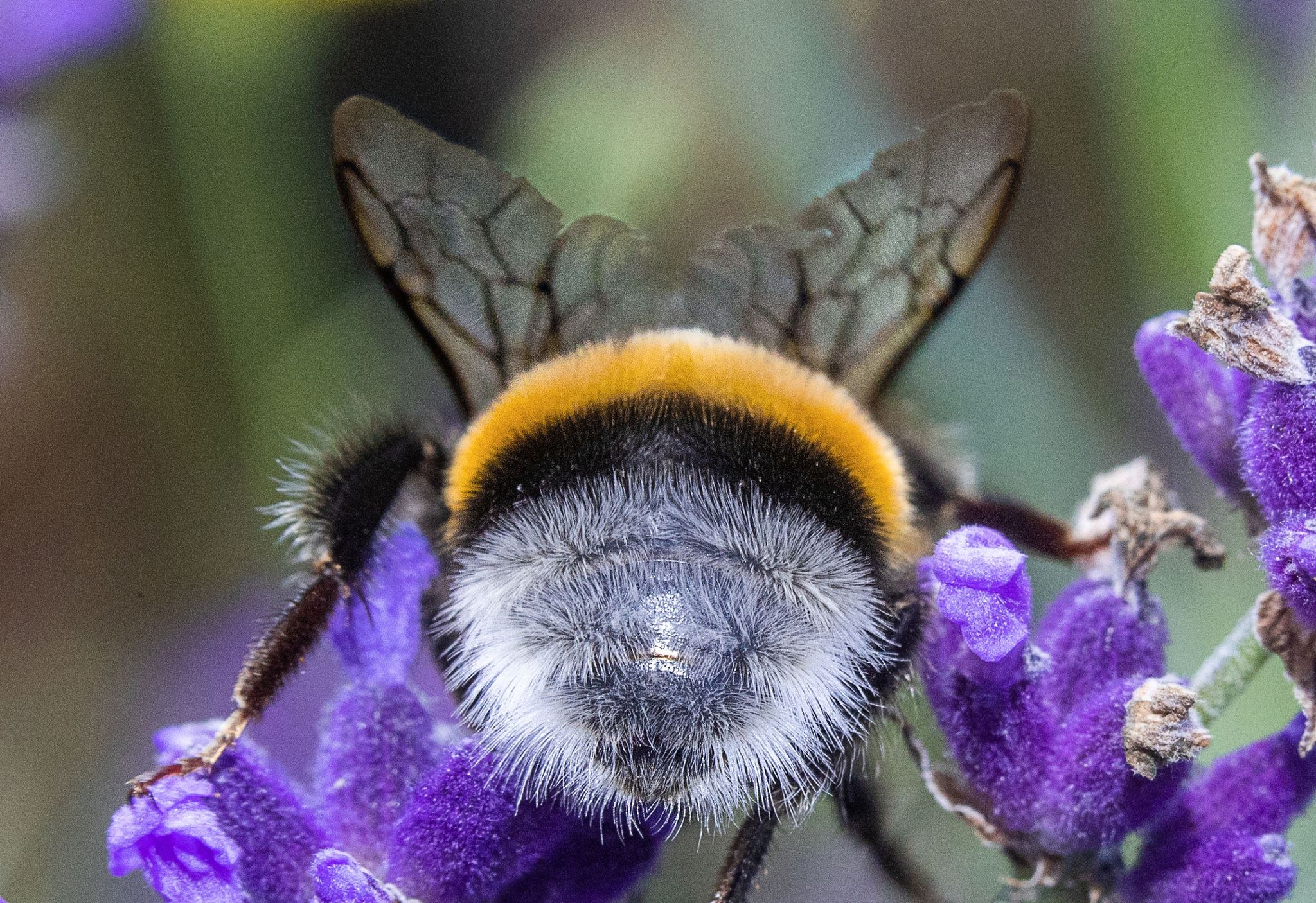 «Insektensommer» geht in die zweite Runde