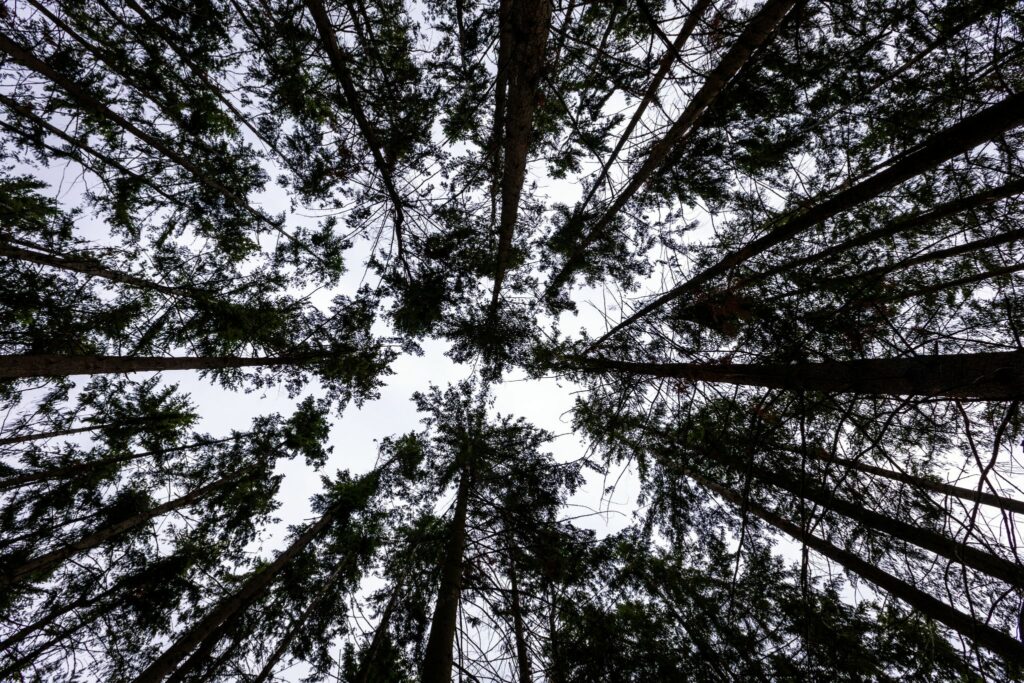 Auch im Wald Sonnenschutz nicht vergessen
