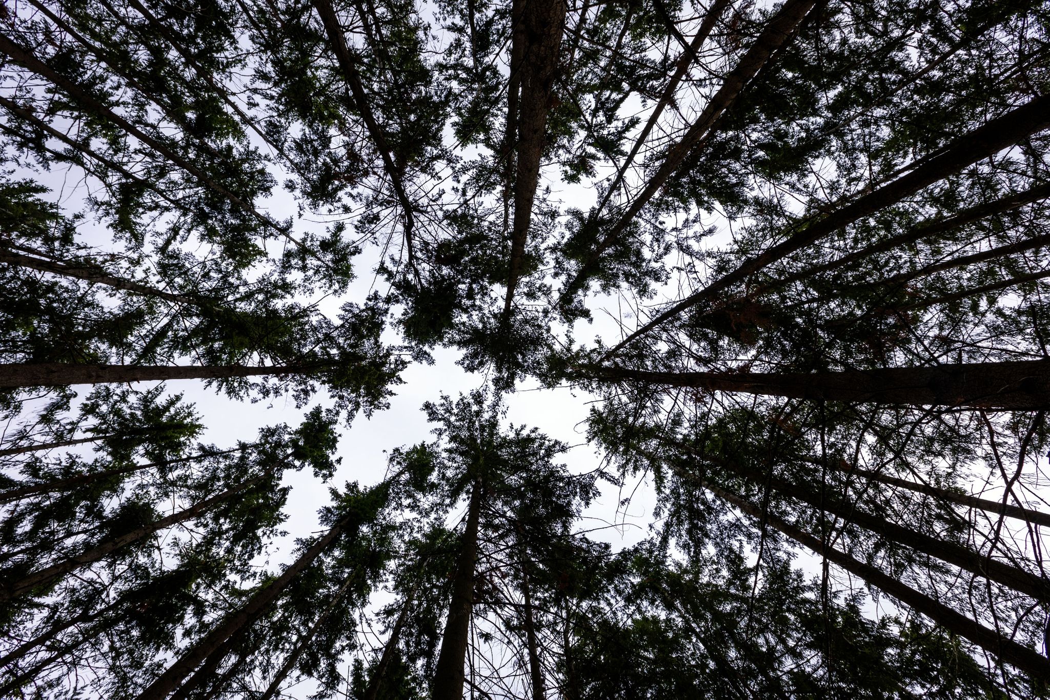 Auch im Wald Sonnenschutz nicht vergessen