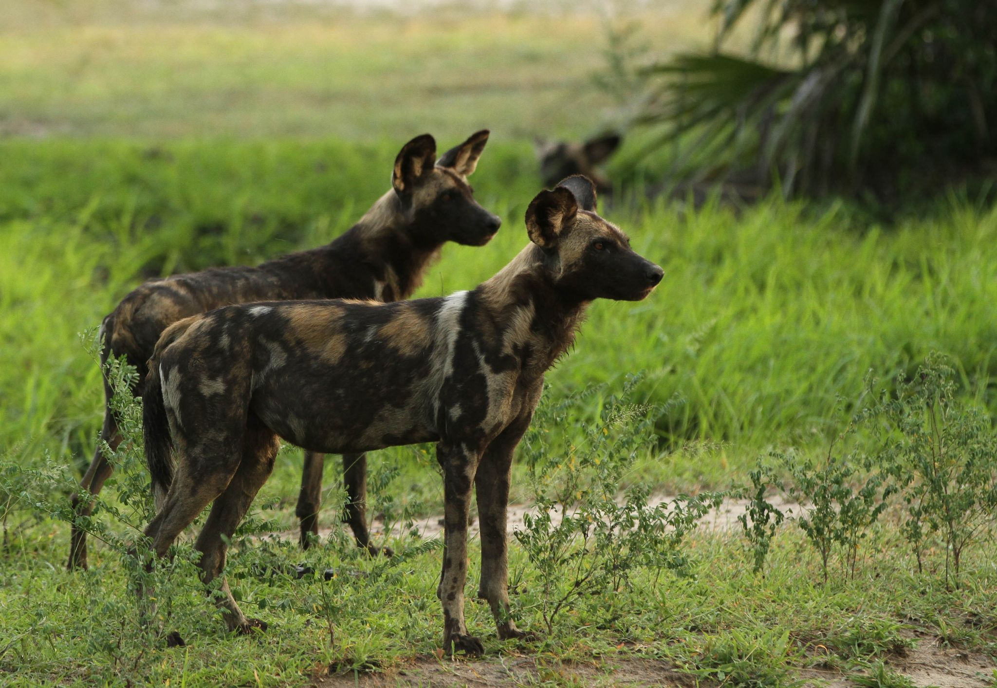 Reisanbau gefährdet Tansanias bedrohte Tiere