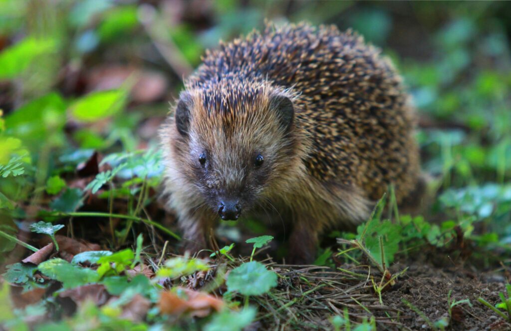 Wie Tiere unter der Trockenheit leiden