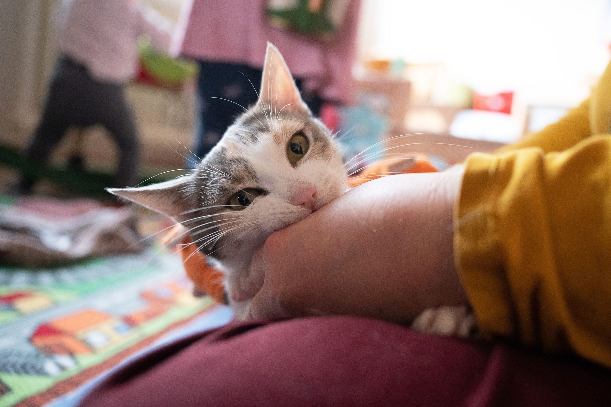Katzen: Vorsicht bei Zecken- und Flohmitteln mit Permethrin