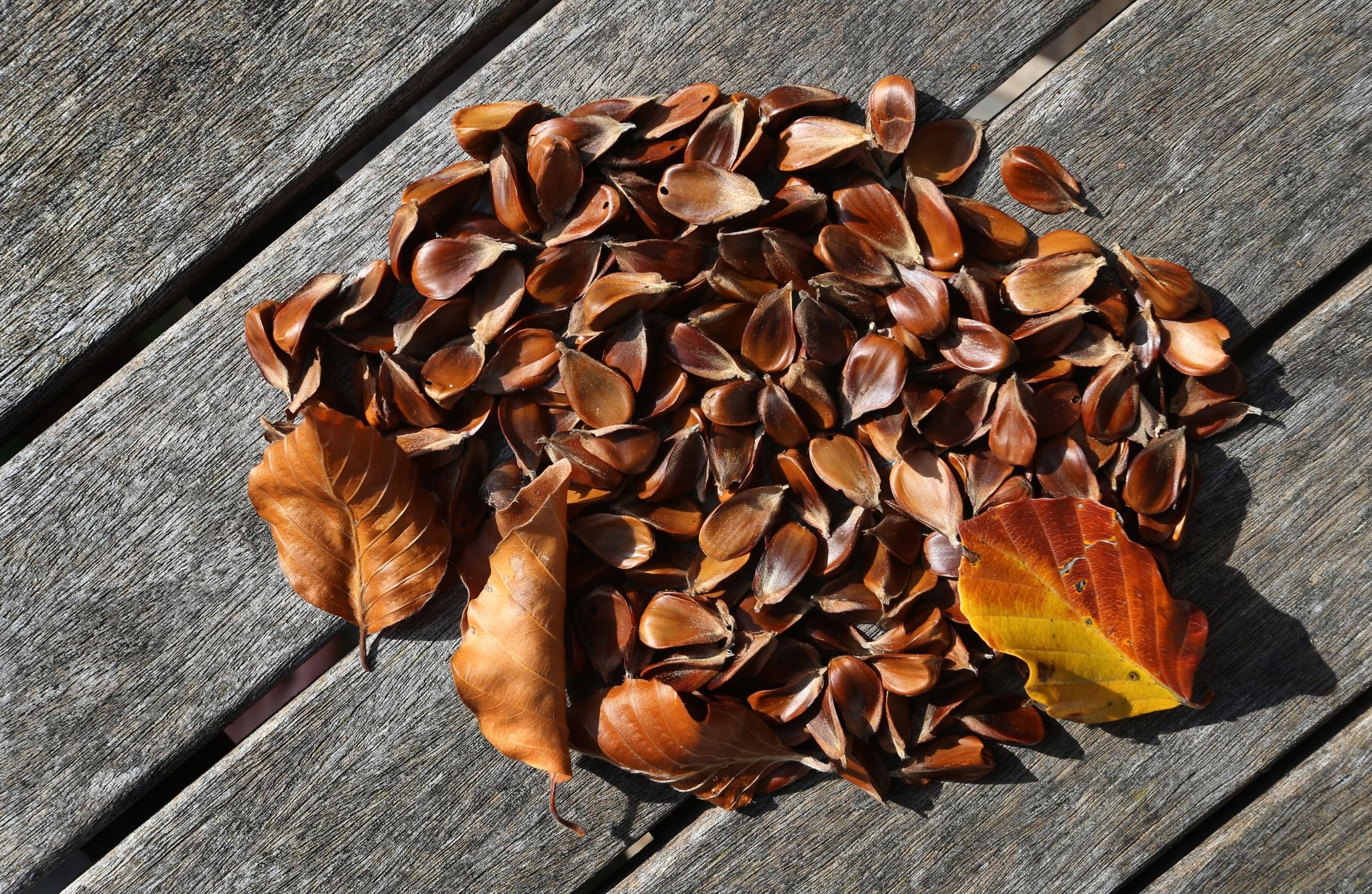 Zum Salat und als Snack: Bucheckern sind essbar