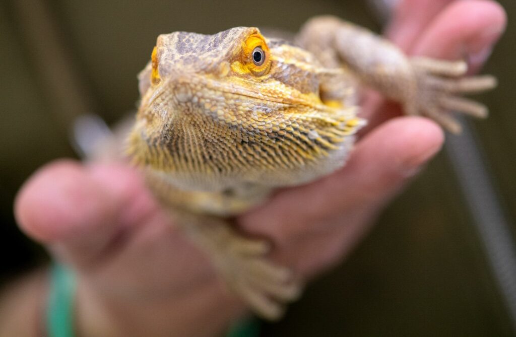 Bartagame zum «Heimtier des Jahres 2023» gekürt