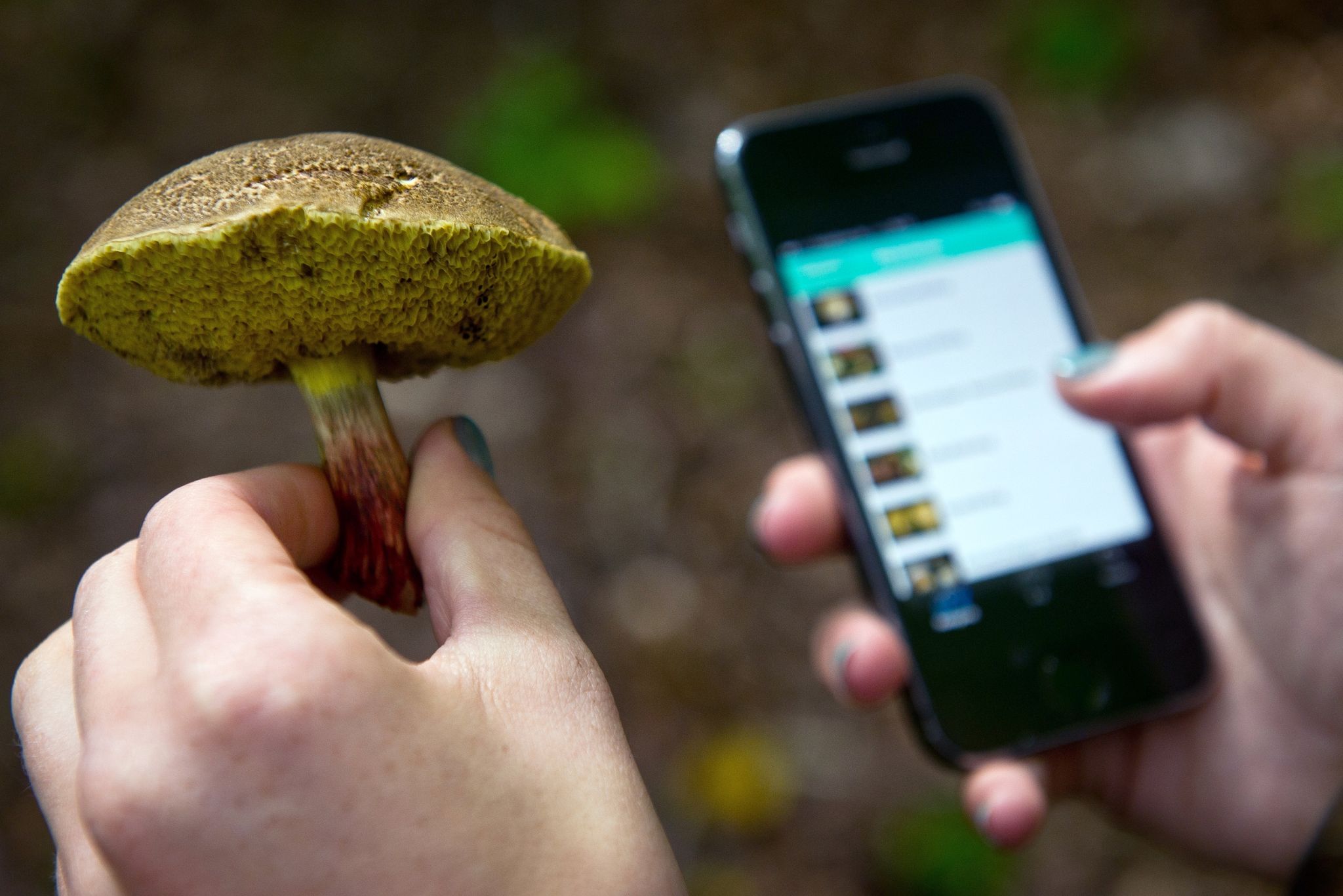 Experten warnen vor Apps zur Pilz-Bestimmung