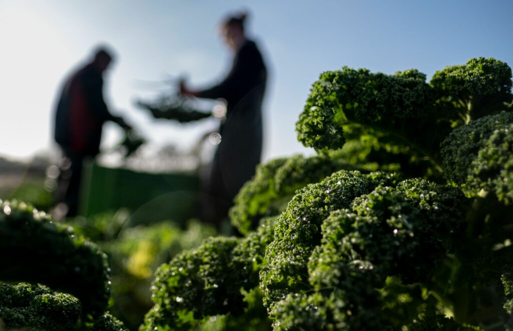 Braucht der Grünkohl unbedingt den ersten Frost?