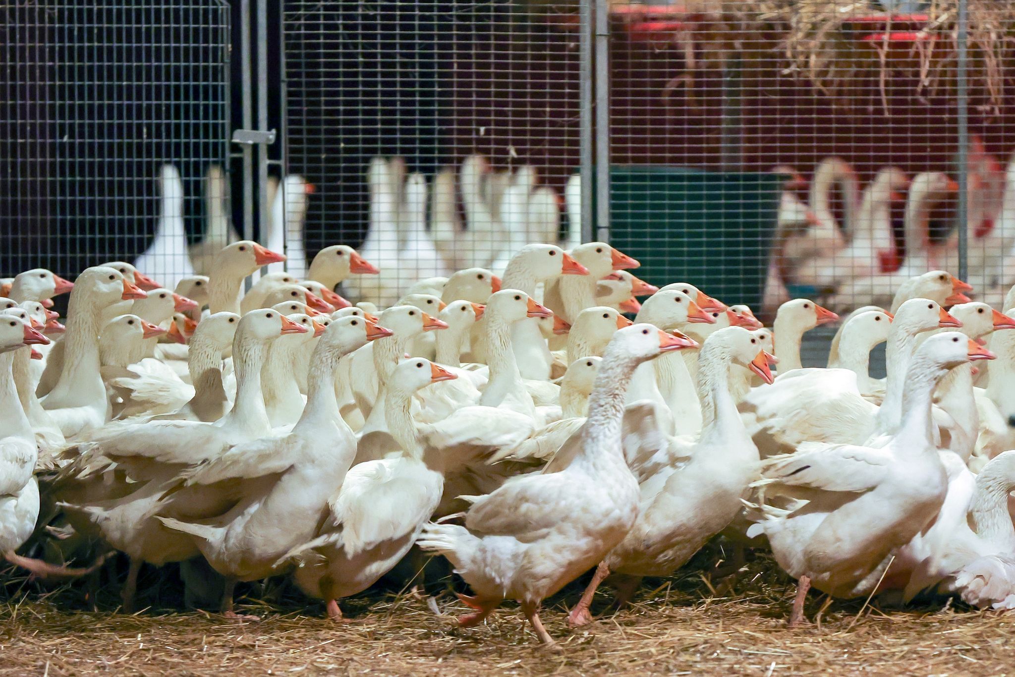Geflügelzüchter: Weihnachtsgans war noch nie so in Gefahr