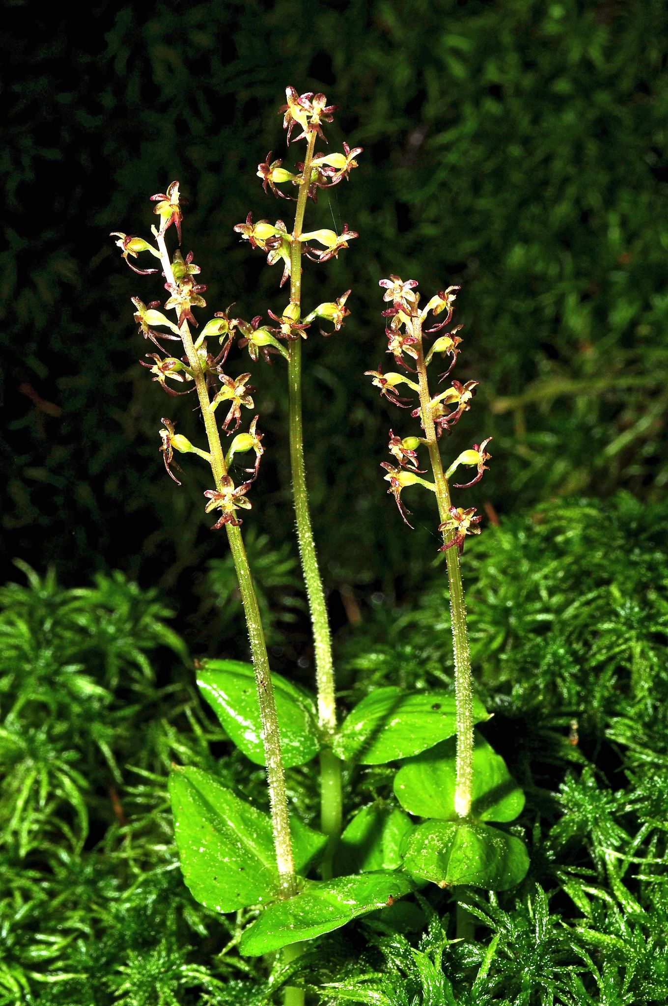 Herzblättriges Zweiblatt ist Orchidee des Jahres 2023