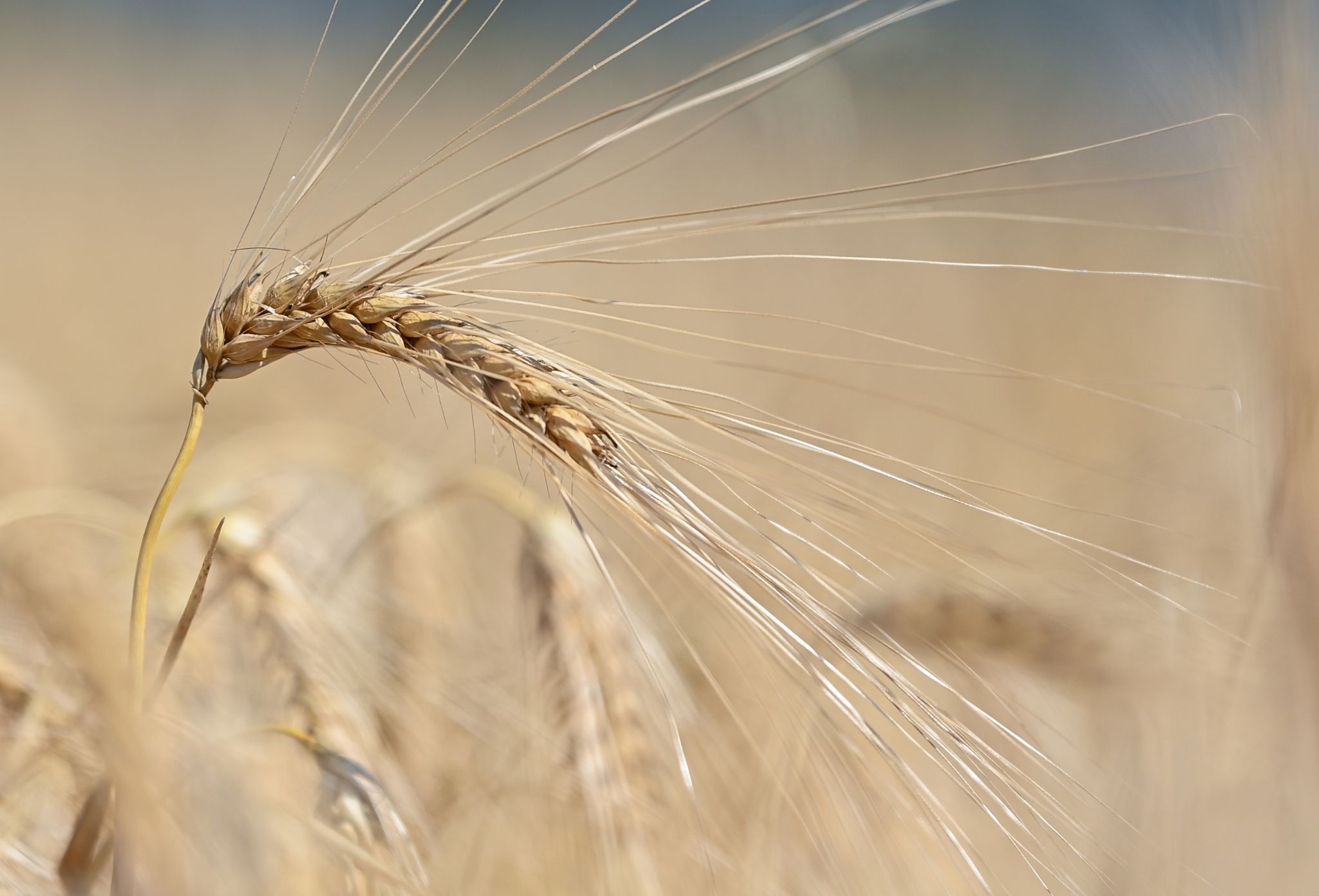 Gutes Futter: Warum Gerste unserem Darm hilft