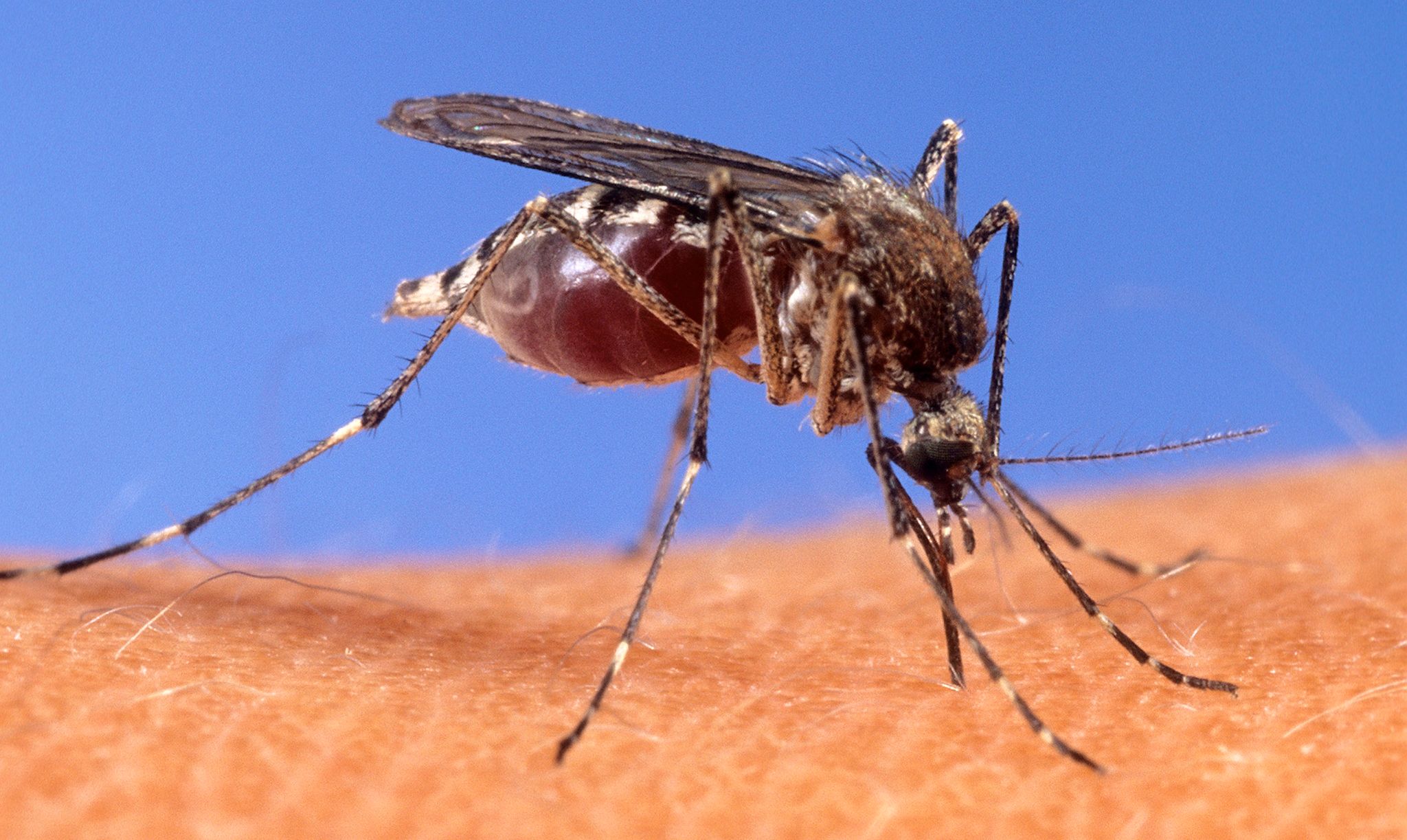 Infektionen von West-Nil-Virus vor allem im Osten