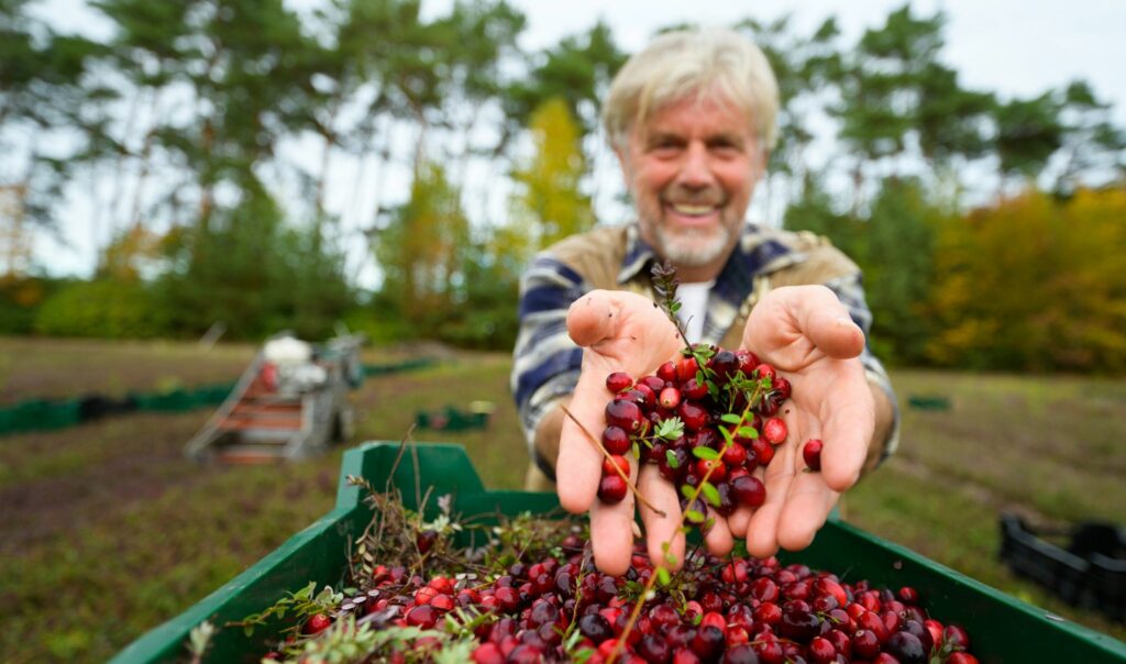 Cranberrys gibt es auch aus Deutschland