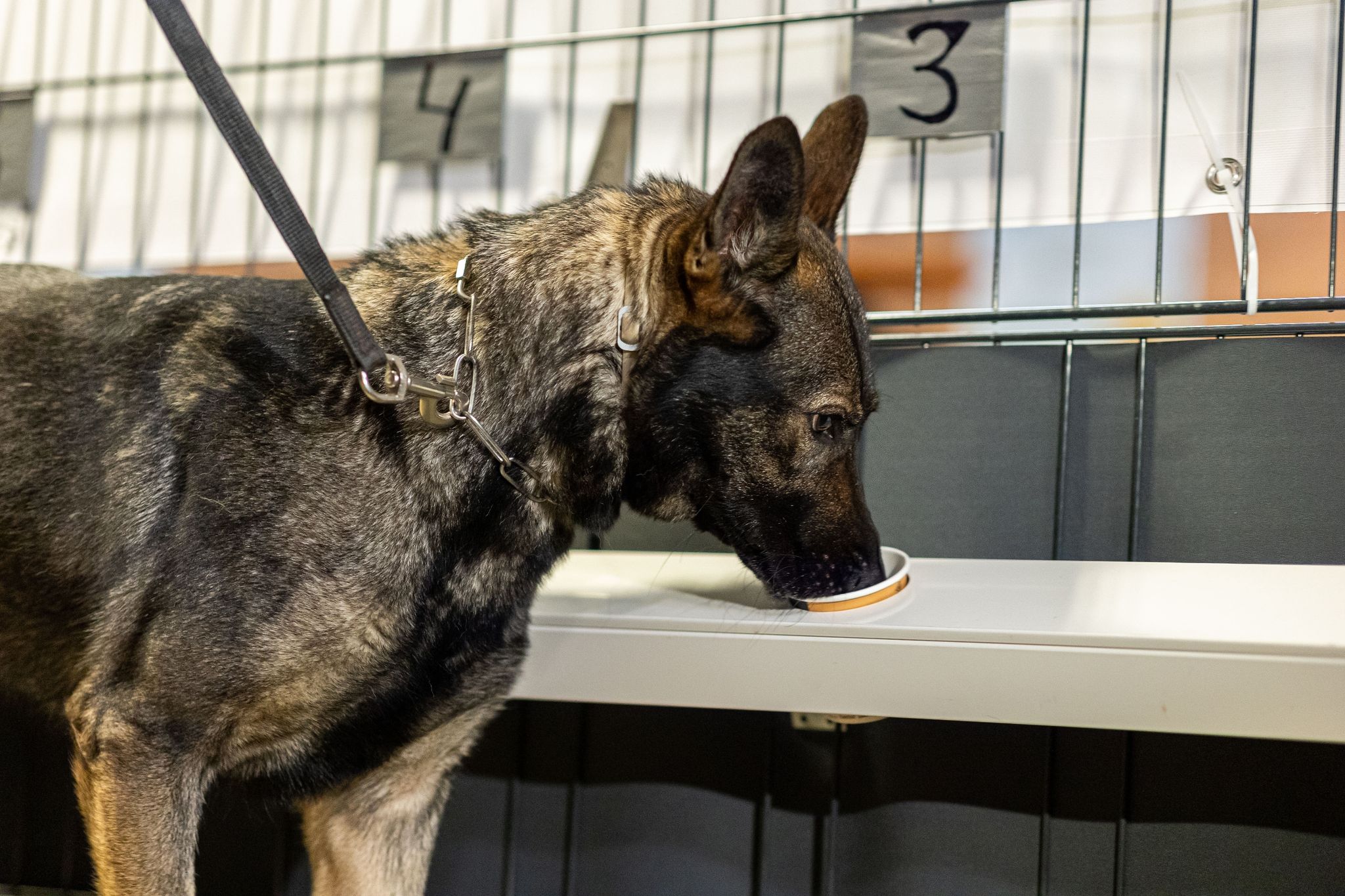 Speziell geschulte Hunde spüren Corona-Infizierte auf