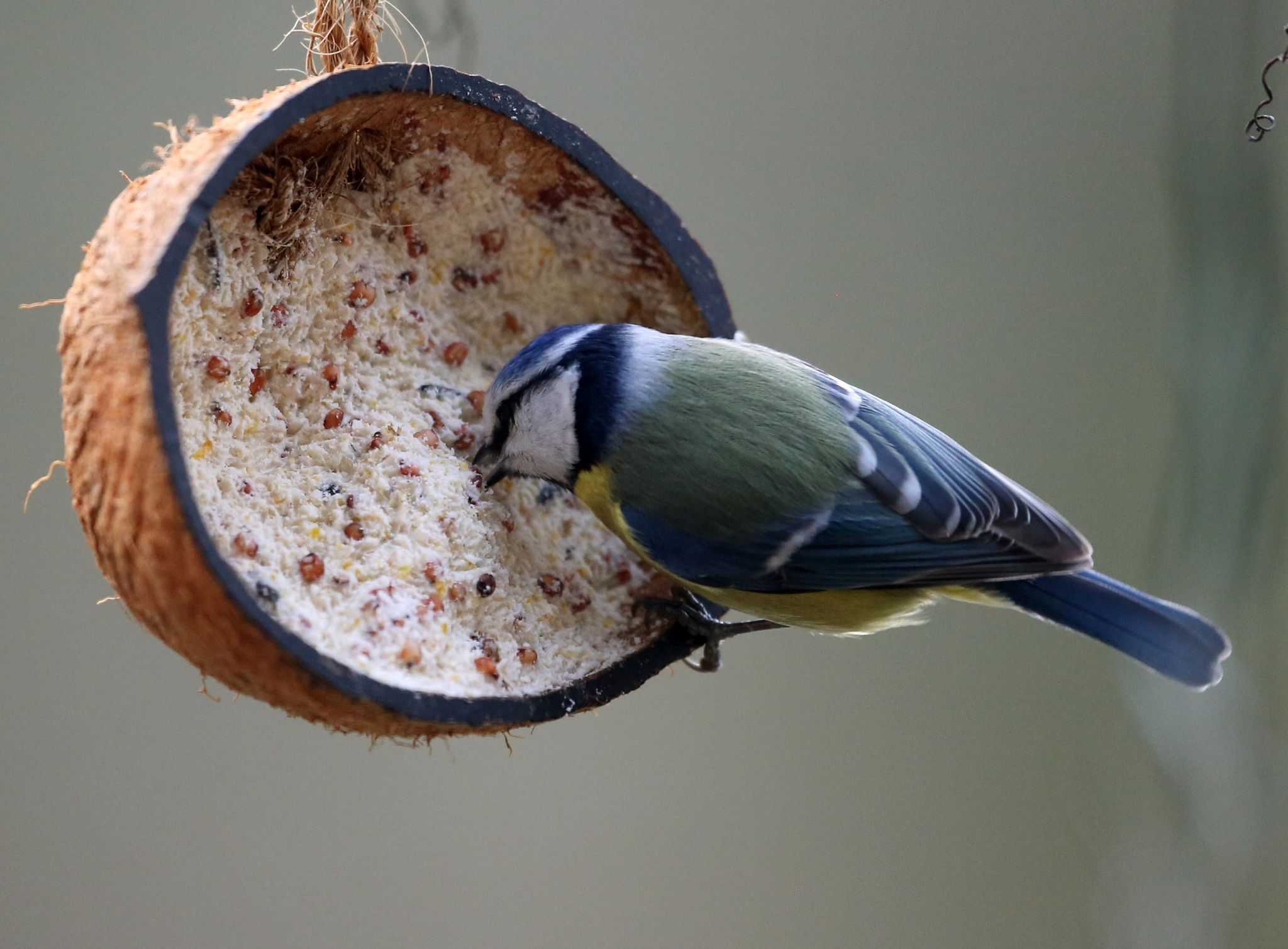 Vogelfutterbomben: Tiersnacks sind leicht selbst gemacht