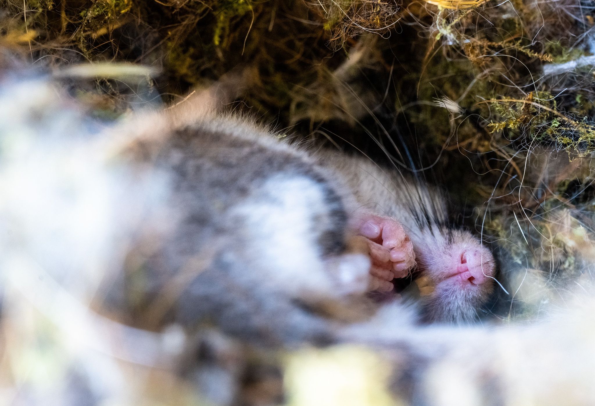 Wie Tiere überwintern