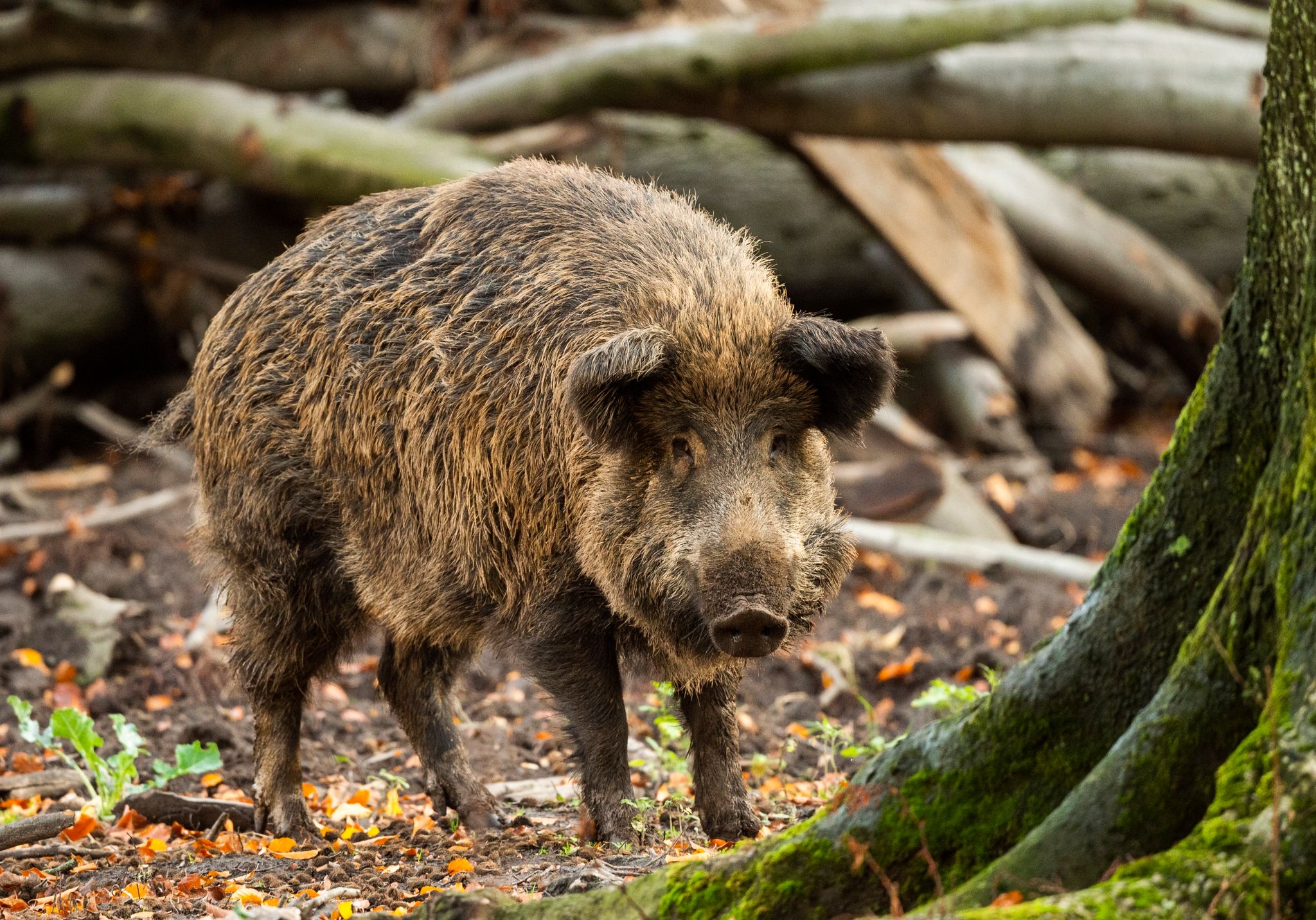 Regeln für die Hygiene und Vermarktung von Wildbret