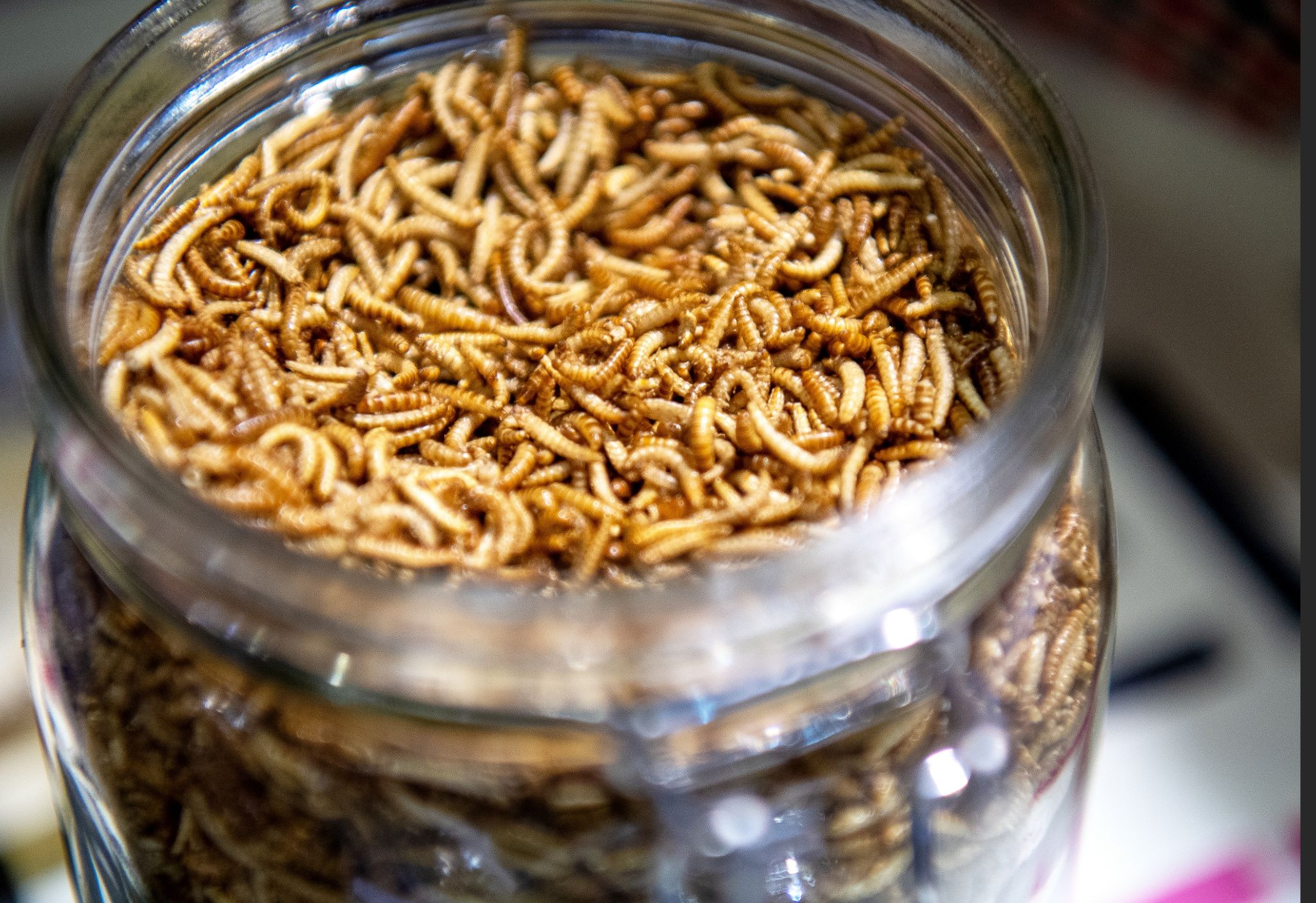 Lebensmittel: Dürfen Insekten einfach untergemischt werden?