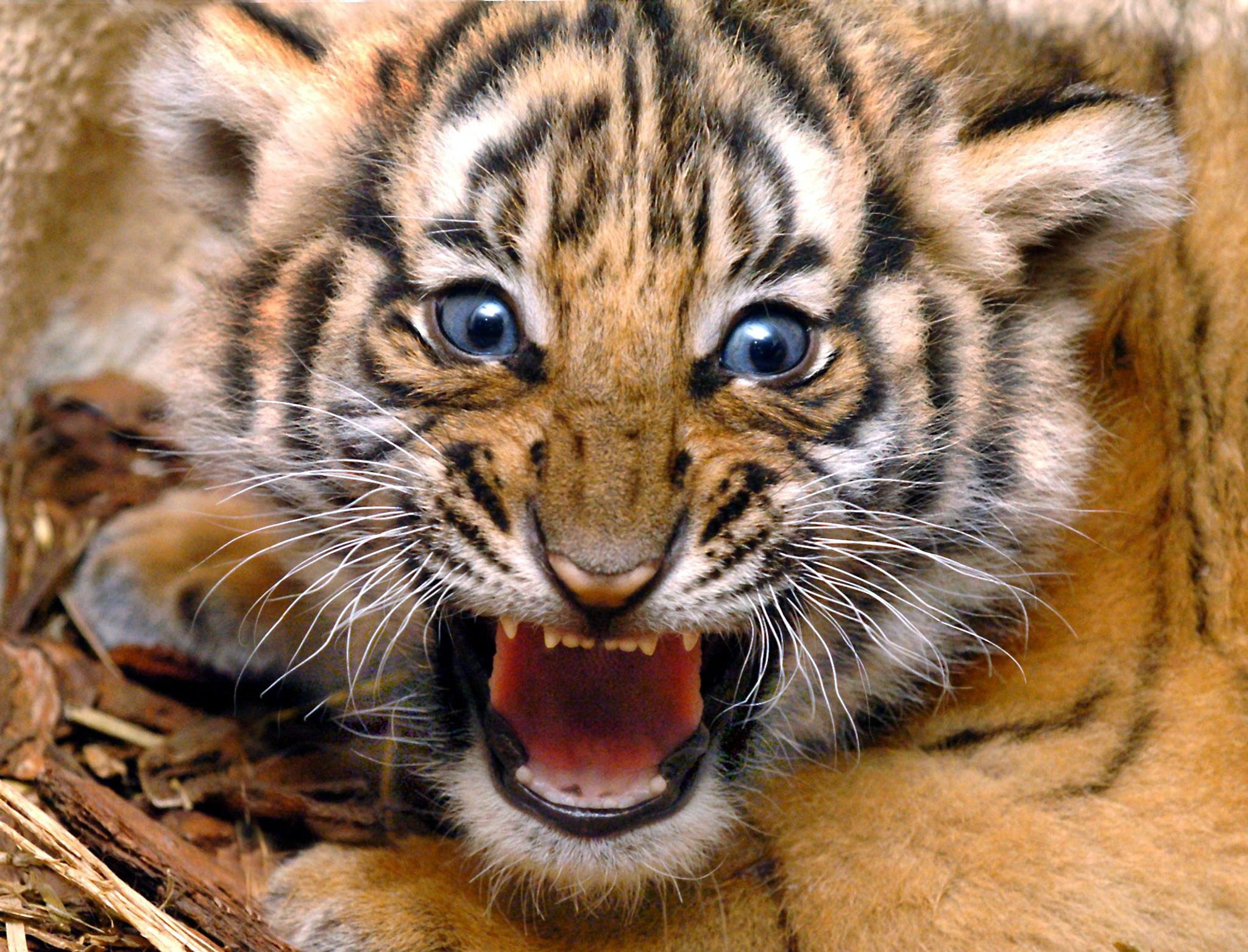 Erstmals seit 30 Jahren wieder Tiger in Thailand gesichtet