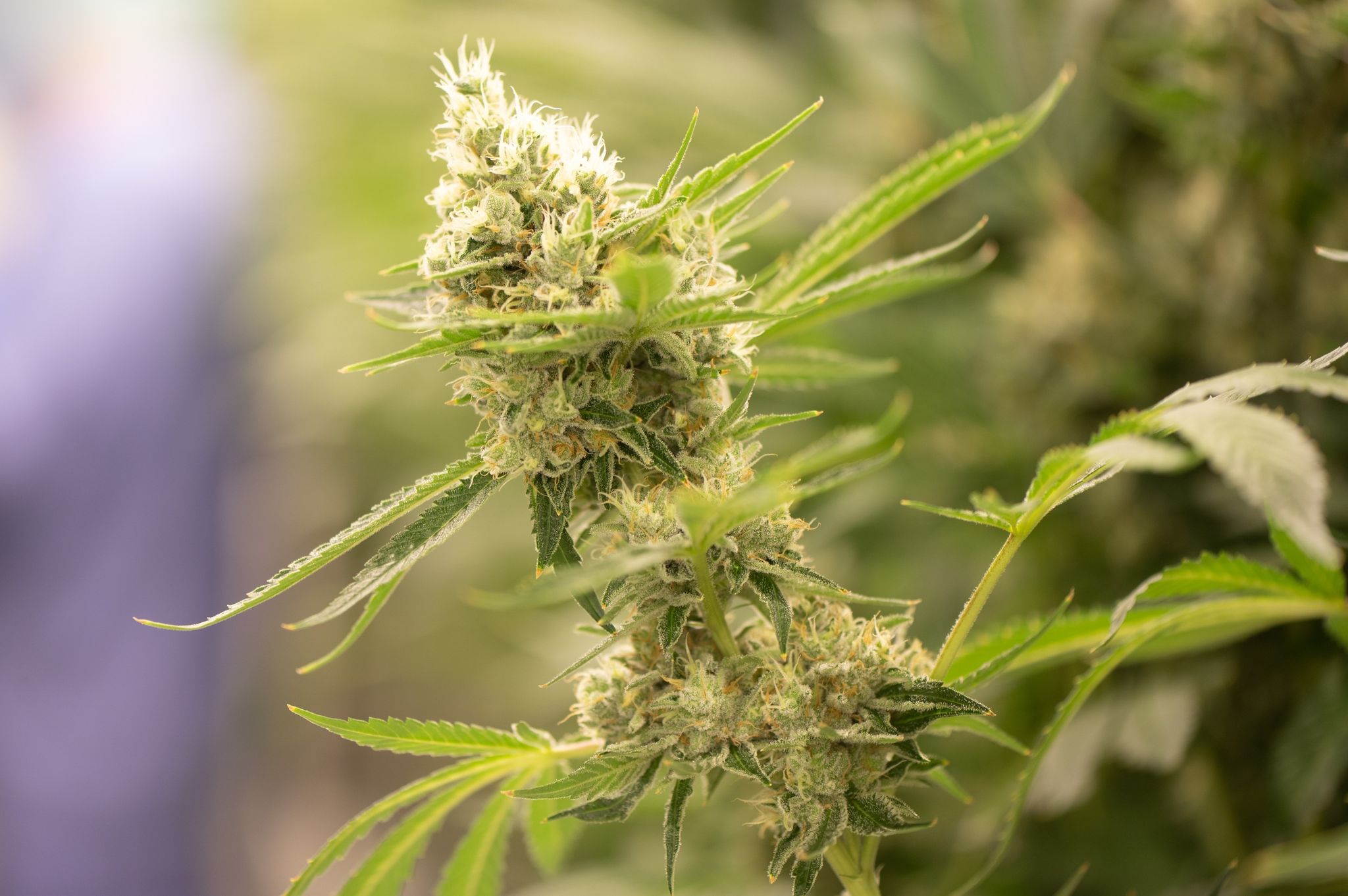 Cannabis auf Rezept ohne neue Hürden