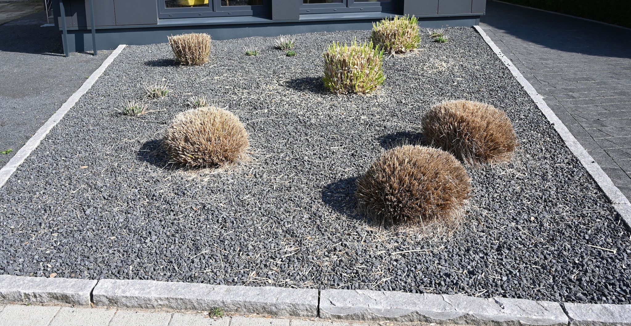 Schottergärten schaden Mikroklima und Artenvielfalt