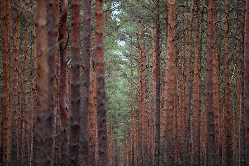 Naturschutzranger: Den Wald auch mal in Ruhe lassen
