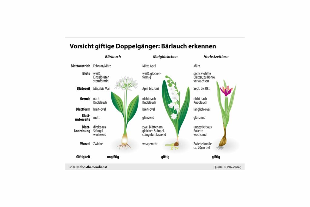 Bärlauch oder Giftpflanze? Was bei der Unterscheidung hilft