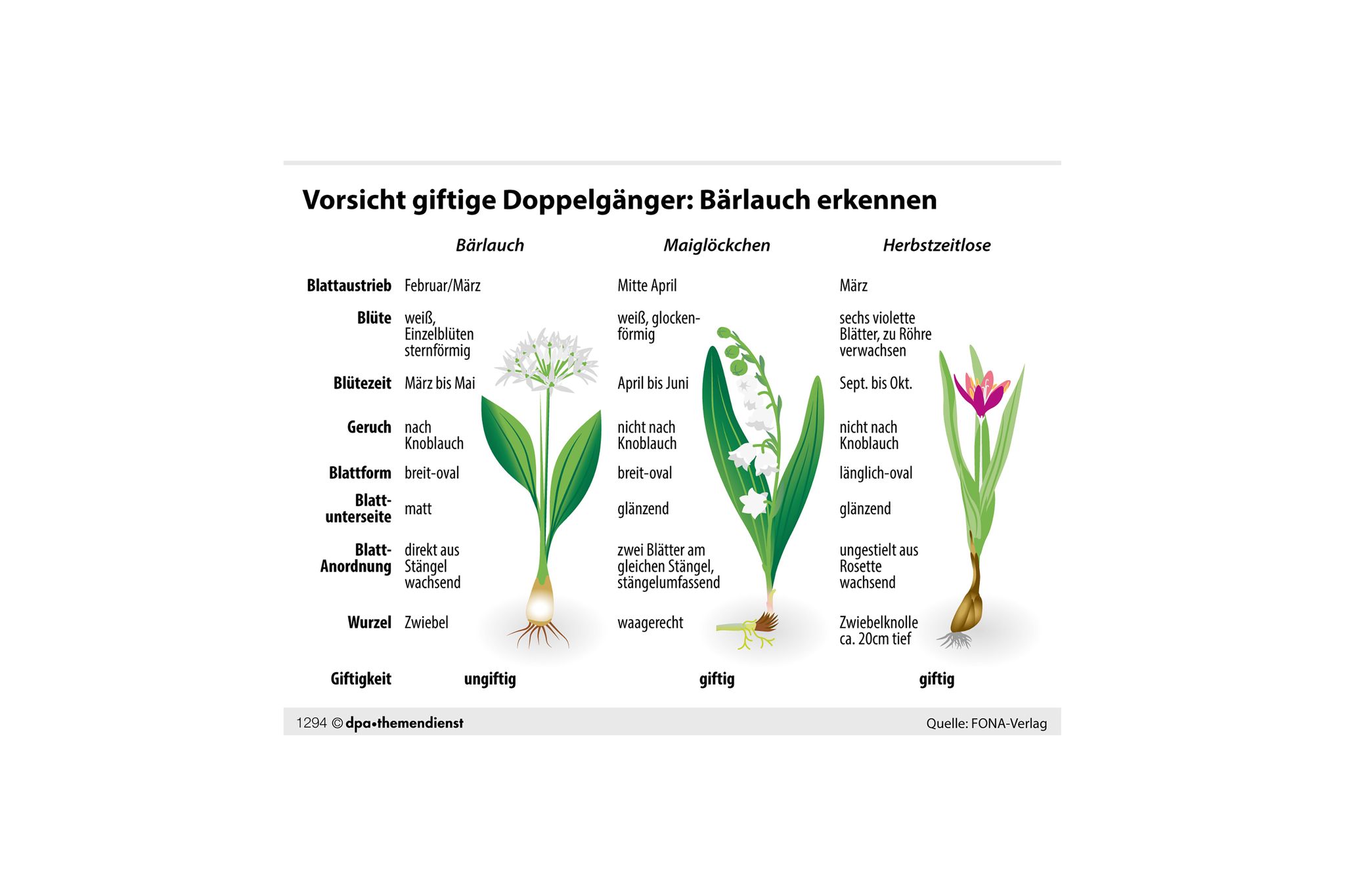 Bärlauch oder Giftpflanze? Was bei der Unterscheidung hilft