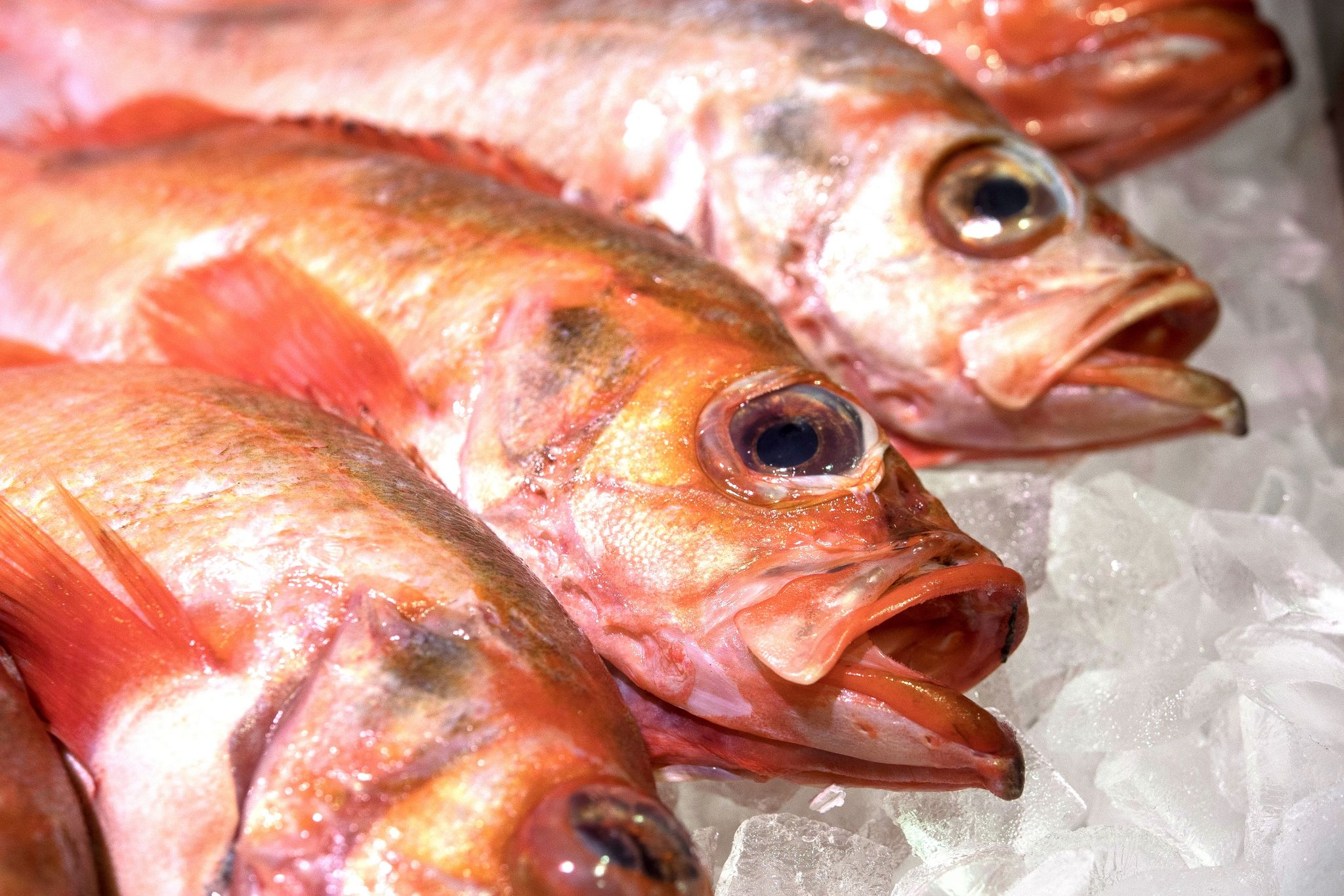 Wenn, dann nachhaltig: Wildfisch mit gutem Gewissen kaufen