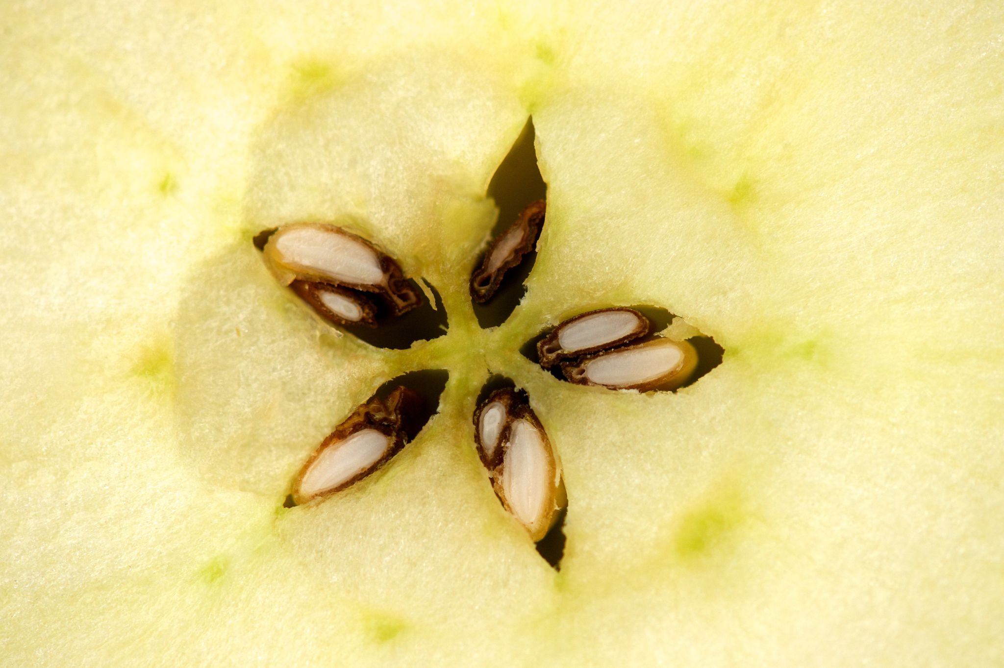 Kann ich das Kerngehäuse vom Apfel essen?