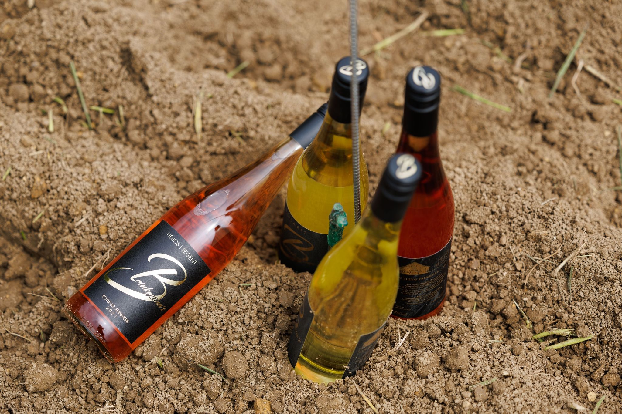 Über dem 50. Breitengrad: Geht Trend zu nördlichen Weinen?