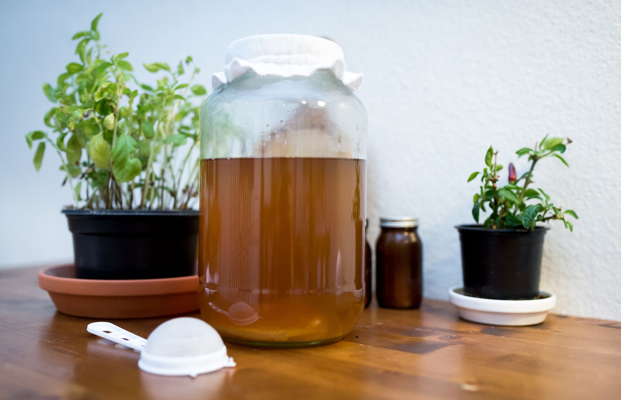 Kombucha – ein gesundes Erfrischungsgetränk?