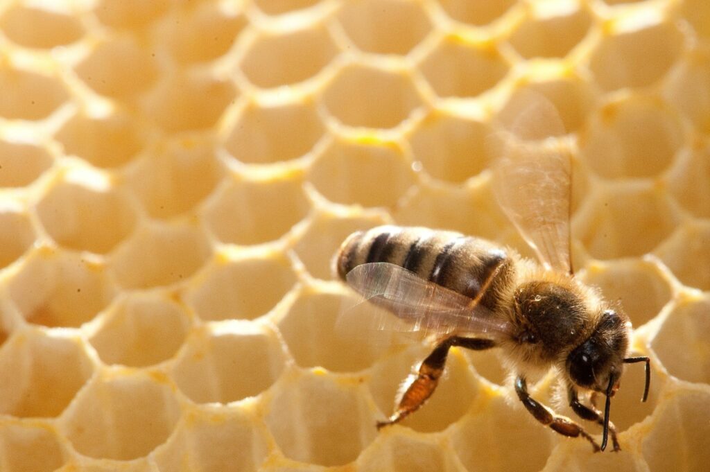 Fleißige Bienchen? Sie fliegen nur so weit sie müssen