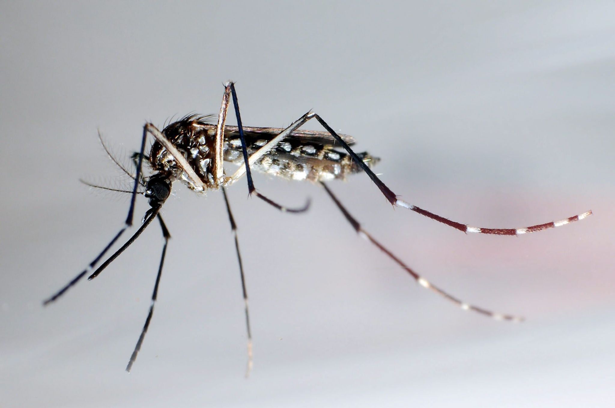 Was Reisende über das Dengue-Fieber wissen sollten