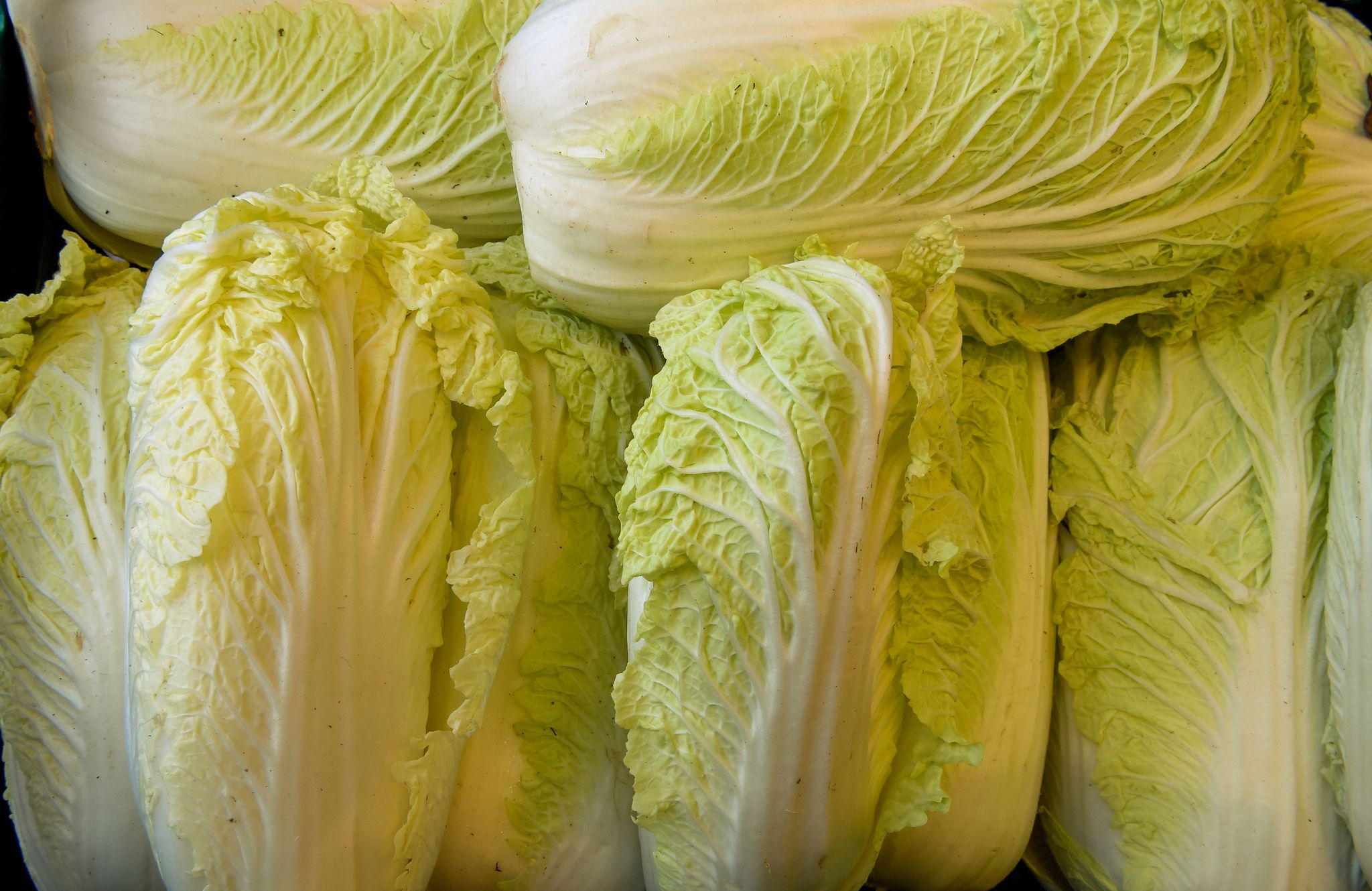 Chinakohl: Was Gutes drinsteckt und wie er lecker schmeckt