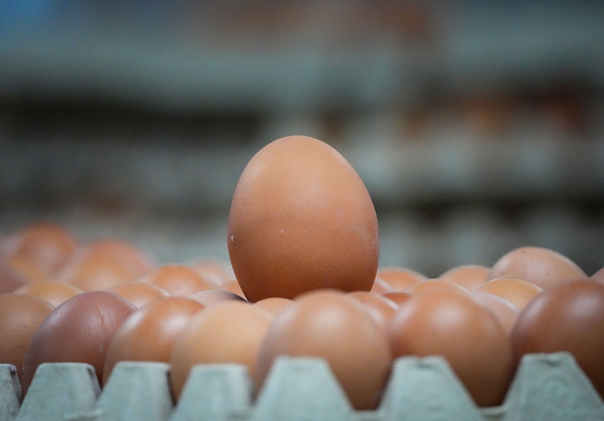 Neues Verfahren gegen Etikettenschwindel bei Bio-Eiern